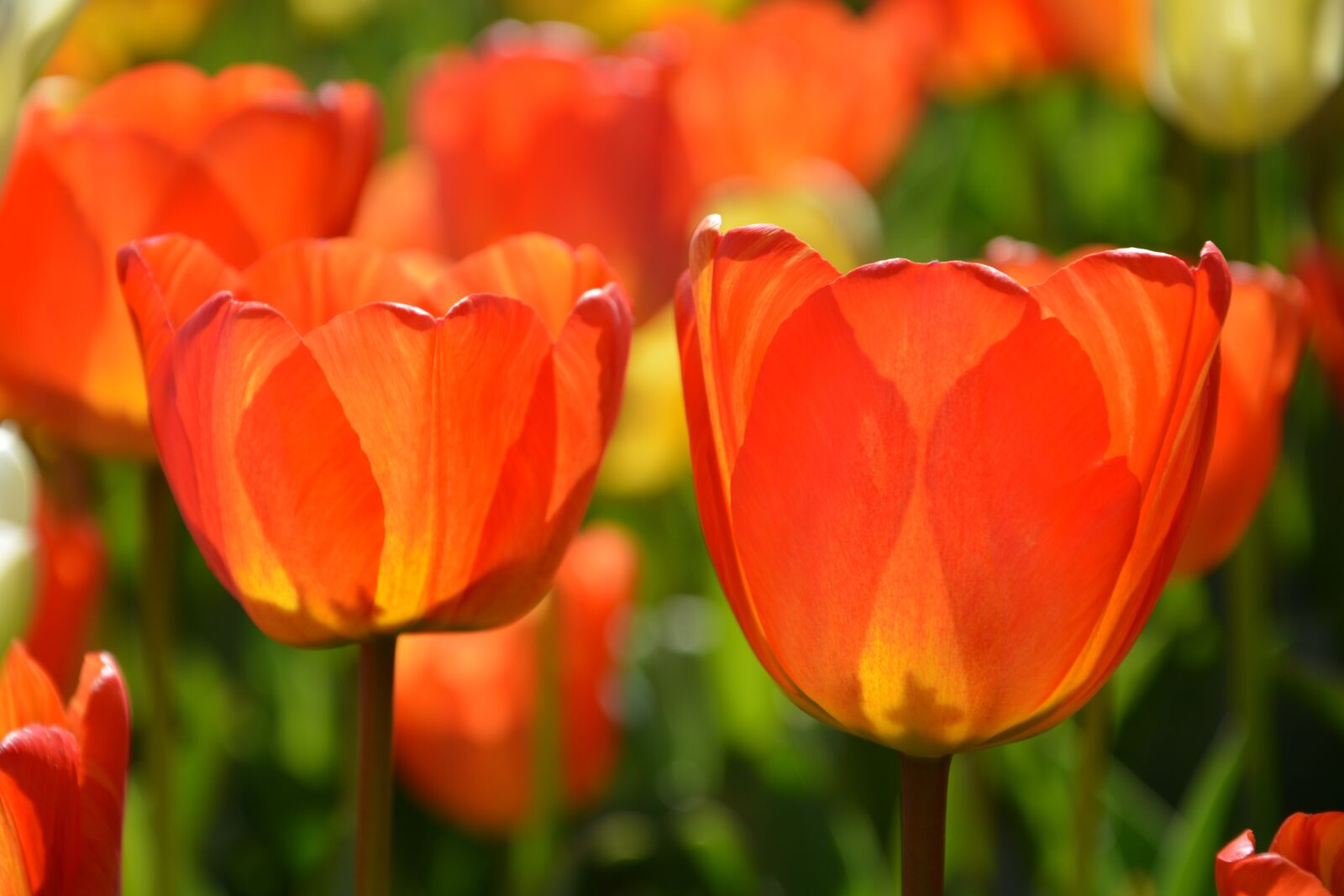Nikon D7100 sample photo. Tulips, red, macro photography
