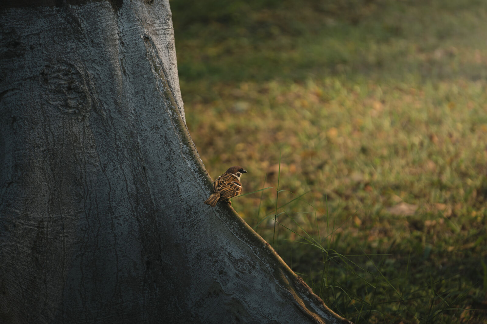 Sony a6500 sample photo