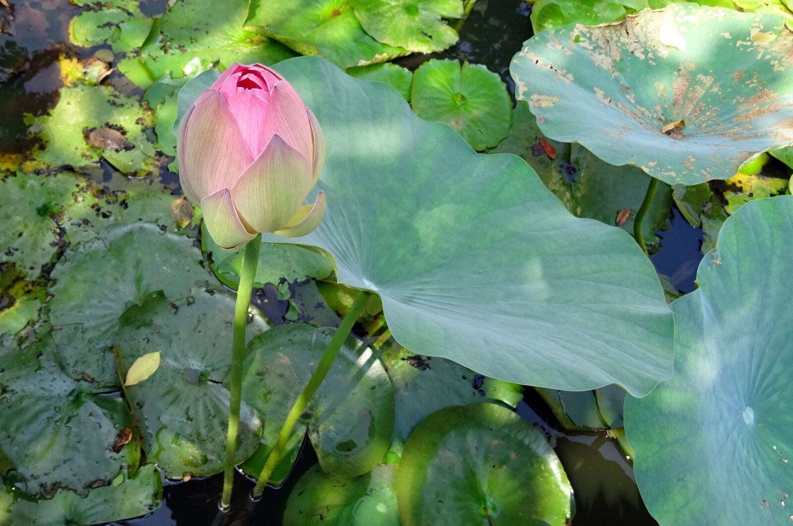 Sony DSC-HX60V sample photo. Lotus, flower, pink photography