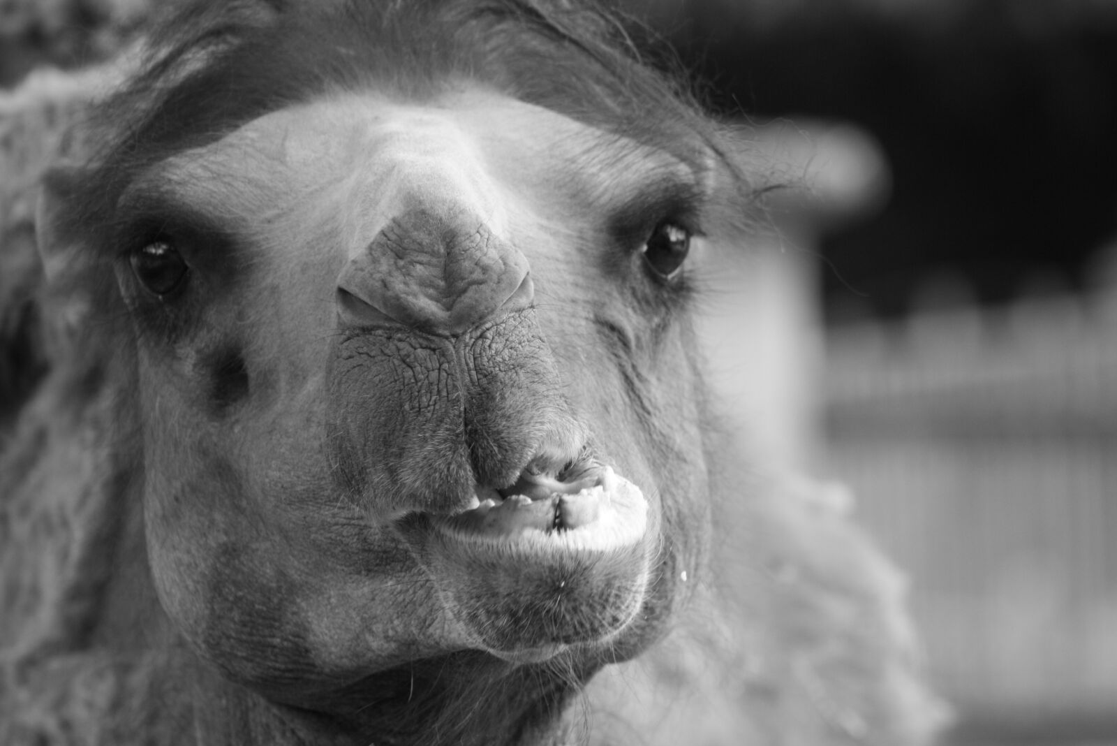 Canon EOS 1000D (EOS Digital Rebel XS / EOS Kiss F) + Canon EF 75-300mm f/4-5.6 sample photo. Arabian, camel, camel, face photography
