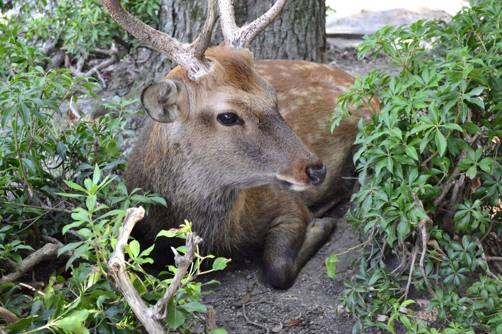 Nikon D3100 sample photo. Nature, wildlife, mammal photography