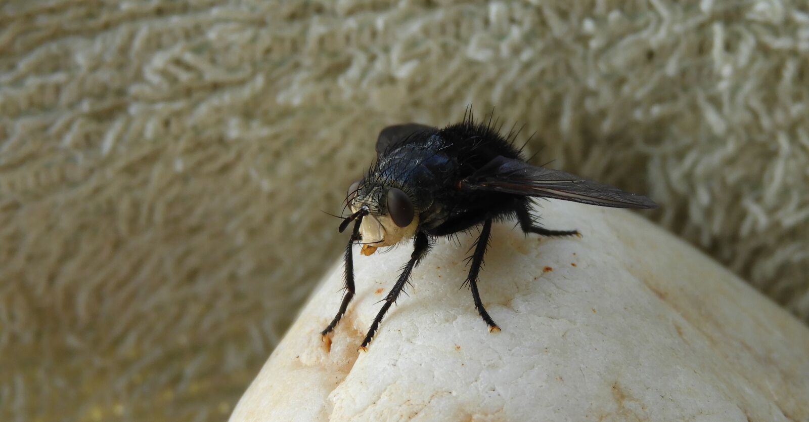 Nikon Coolpix B700 sample photo. Nature, insect, fly photography