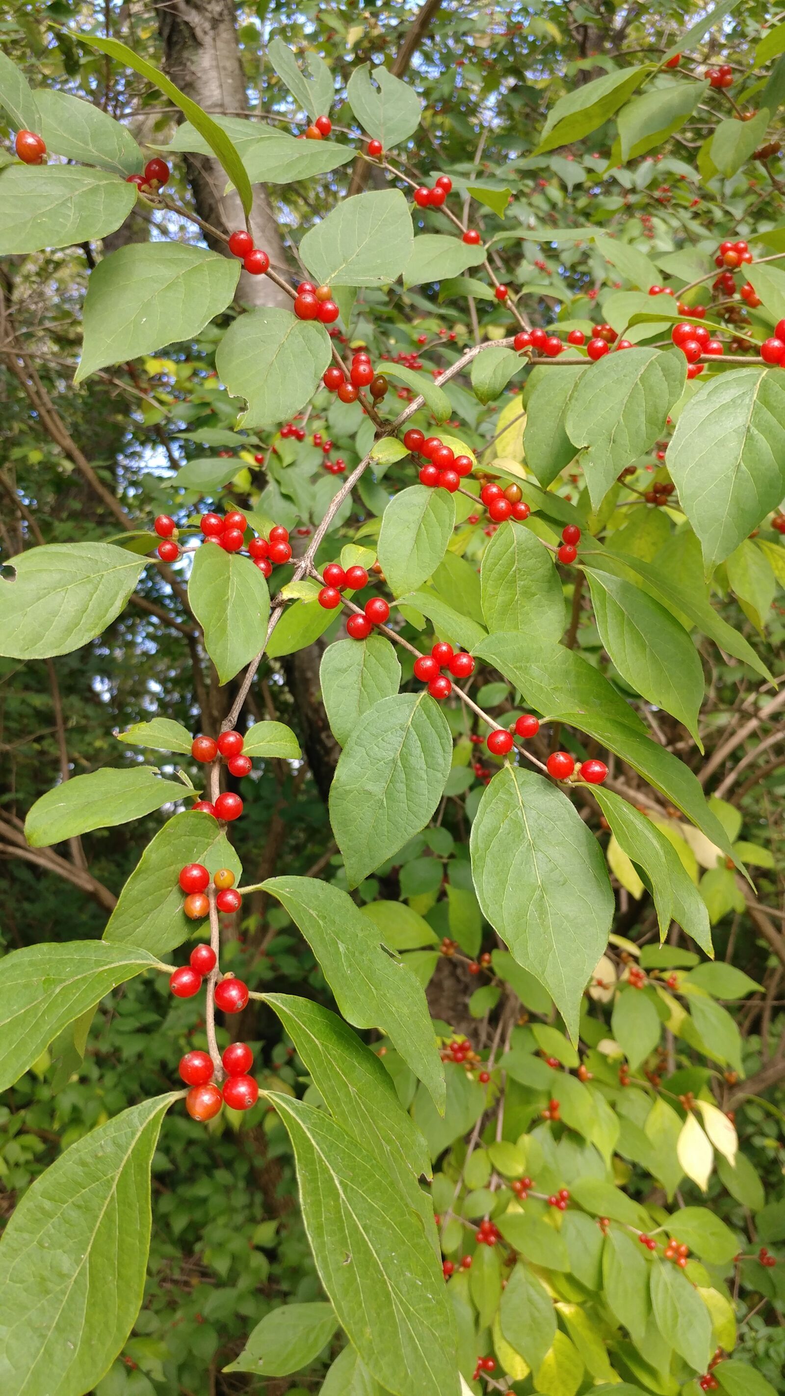 LG V20 sample photo