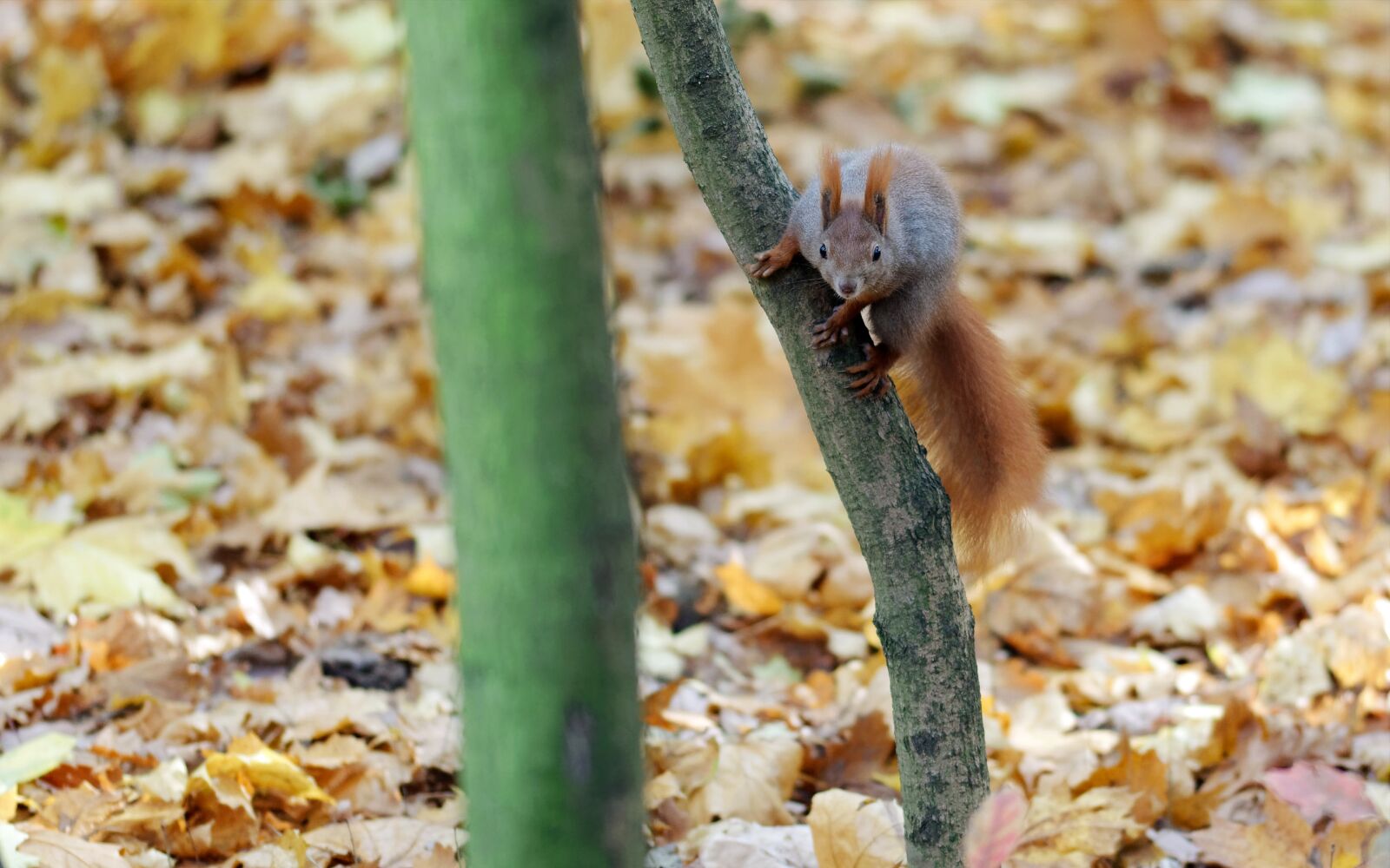 Nikon D5100 sample photo. Squirrel, pet, rodent photography