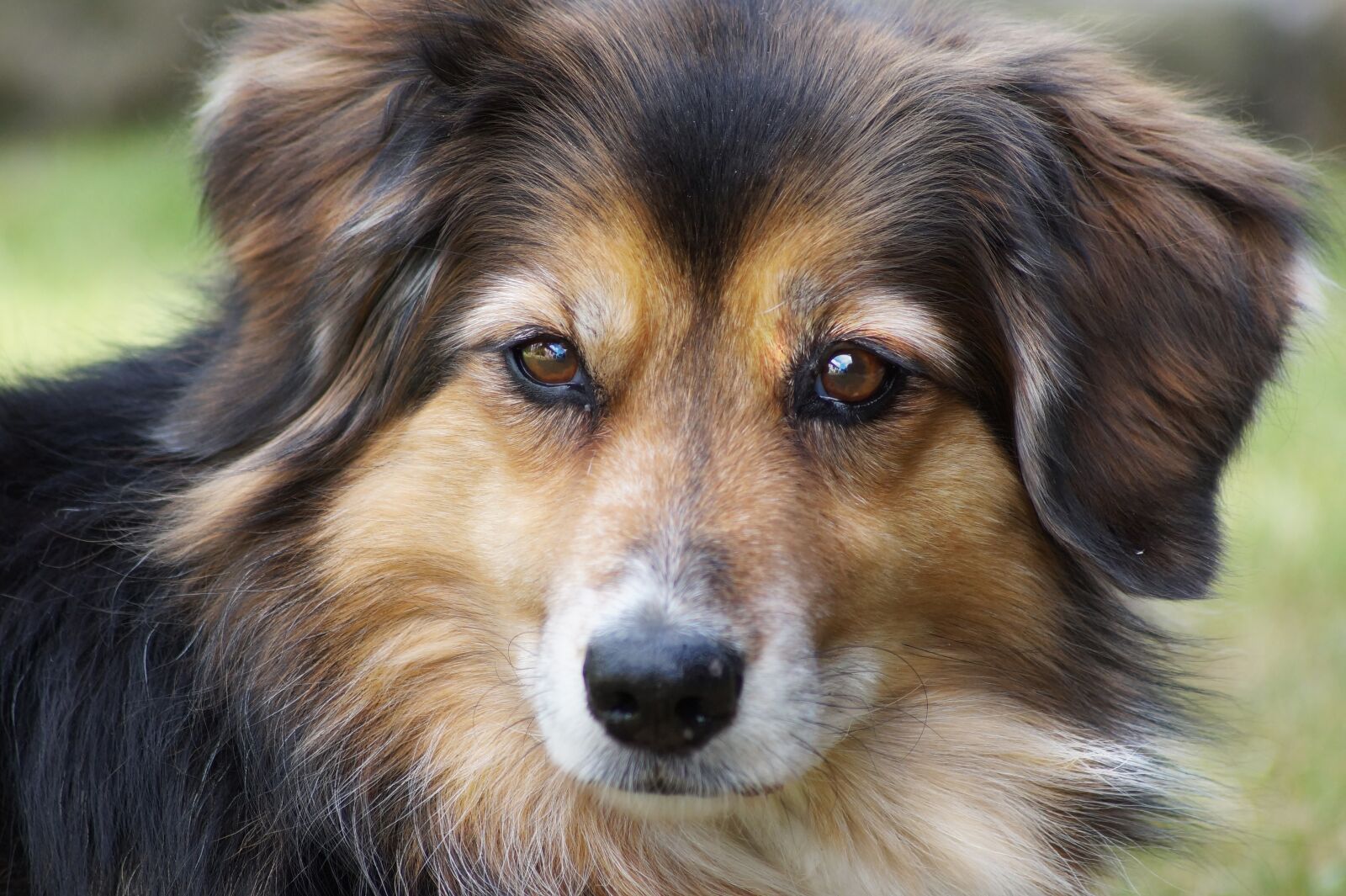 Sony SLT-A58 sample photo. Dog, animal, pet photography