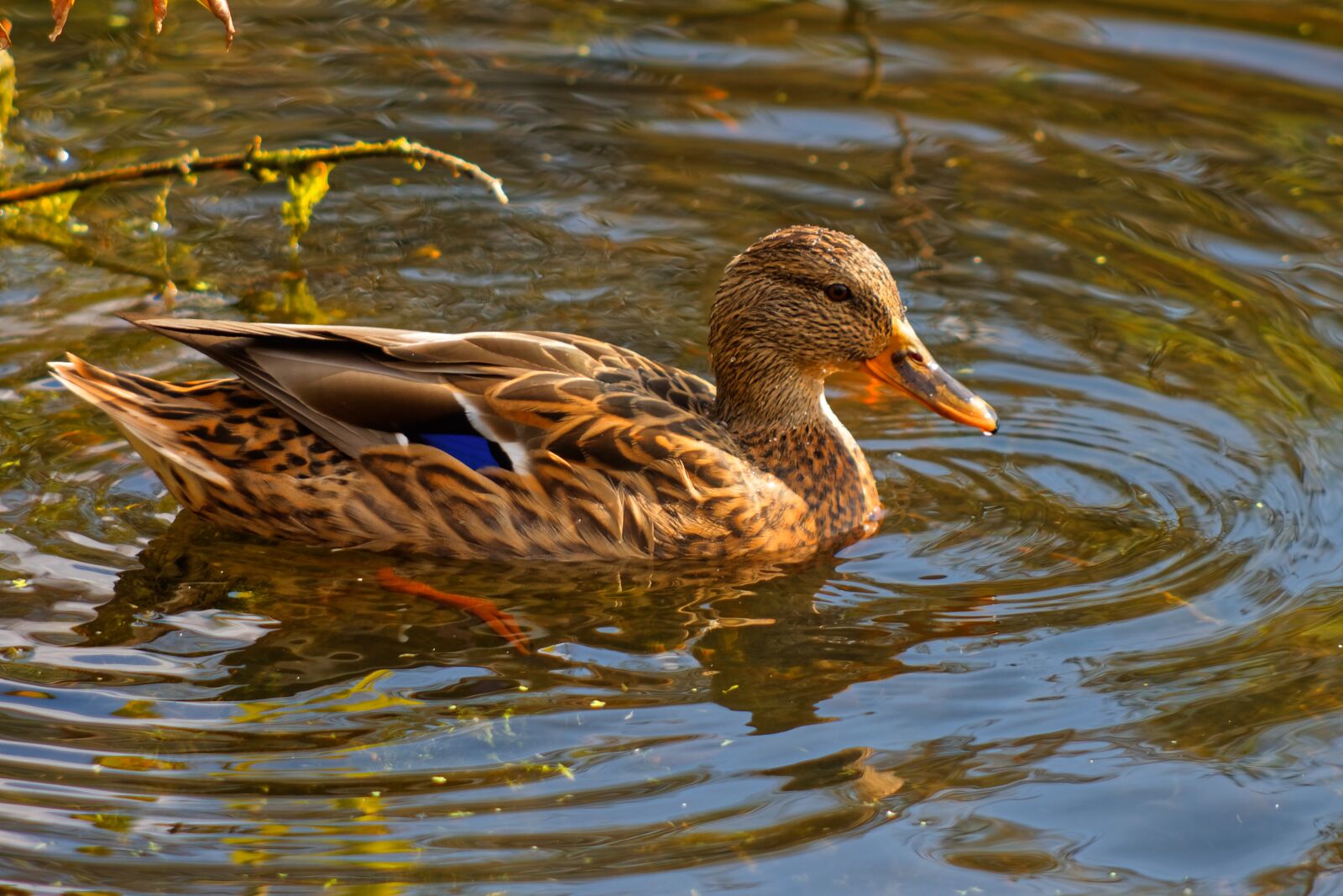 Canon EOS 500D (EOS Rebel T1i / EOS Kiss X3) sample photo. Duck, mallard, summer photography