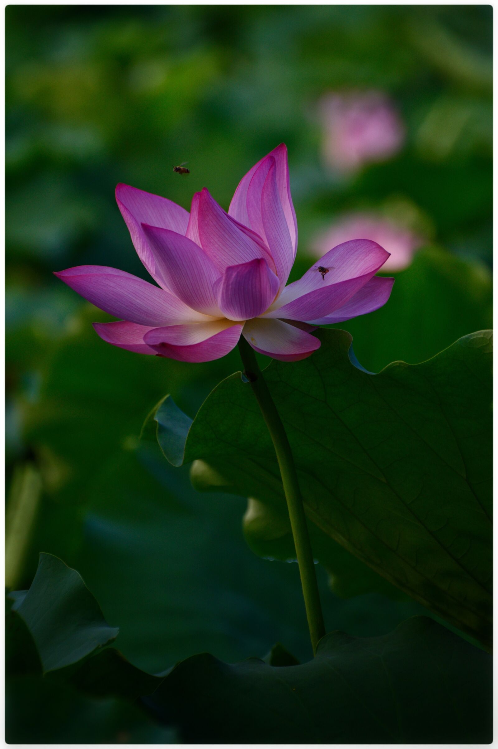 Nikon D750 sample photo. Lotus, pink, insects photography