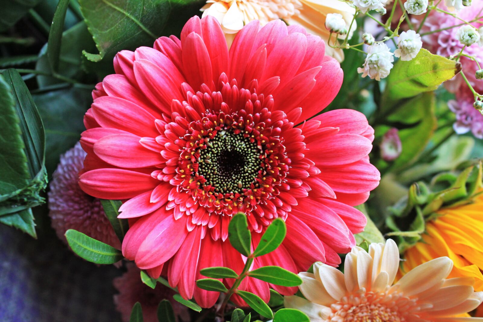 Canon EOS 500D (EOS Rebel T1i / EOS Kiss X3) sample photo. Flower, pink, summer photography