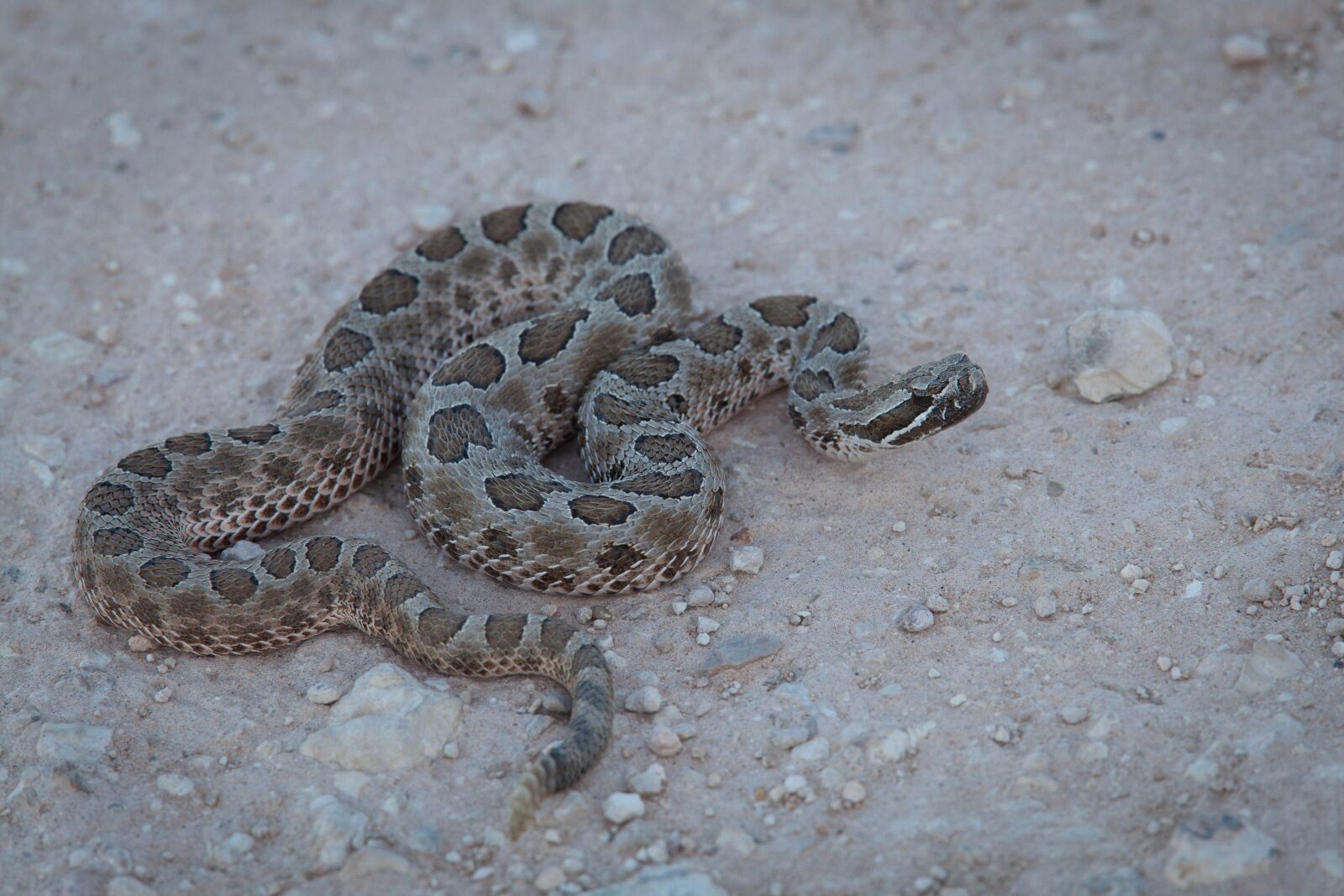 Canon EOS 5D Mark II sample photo. Mexico, desert, reptile, massasauga photography