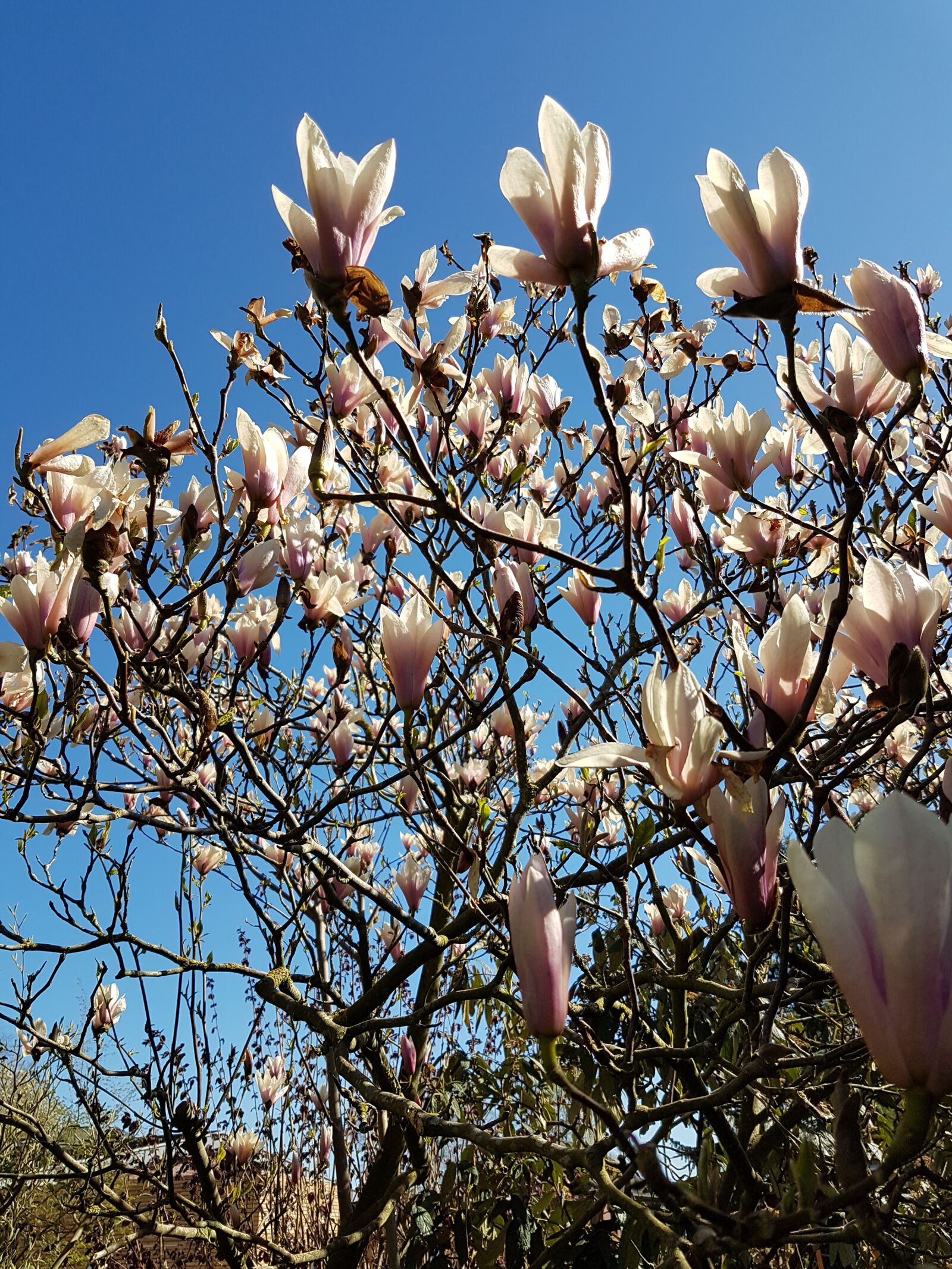 Samsung Galaxy S7 sample photo. Tulip tree, spring, magnolia photography