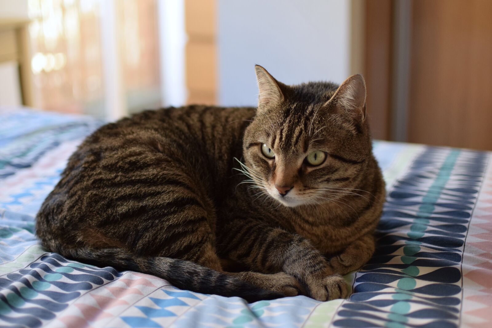 Nikon D5300 sample photo. Cat, nice, domestic photography