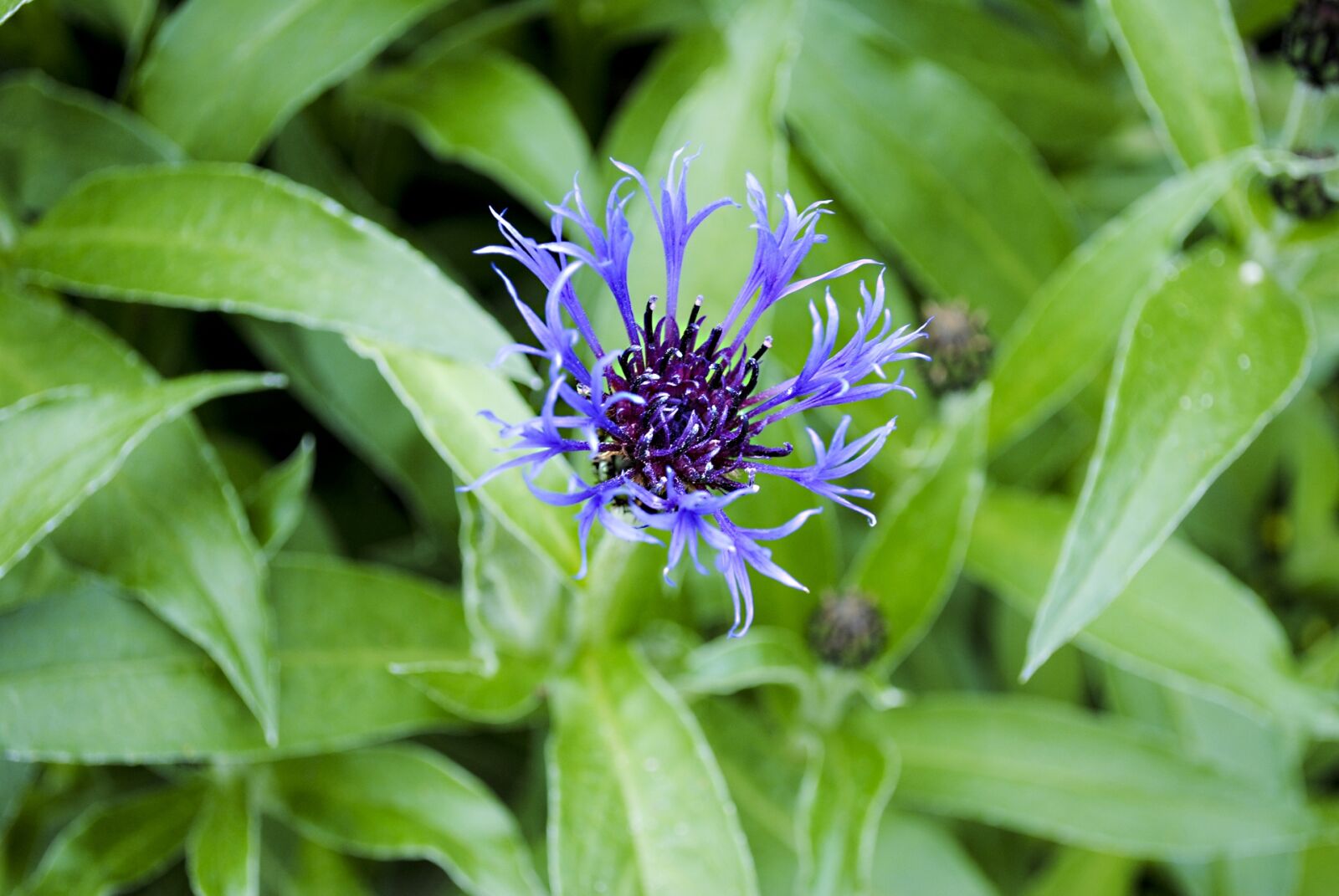 Nikon D3000 sample photo. Star style, flower, nature photography