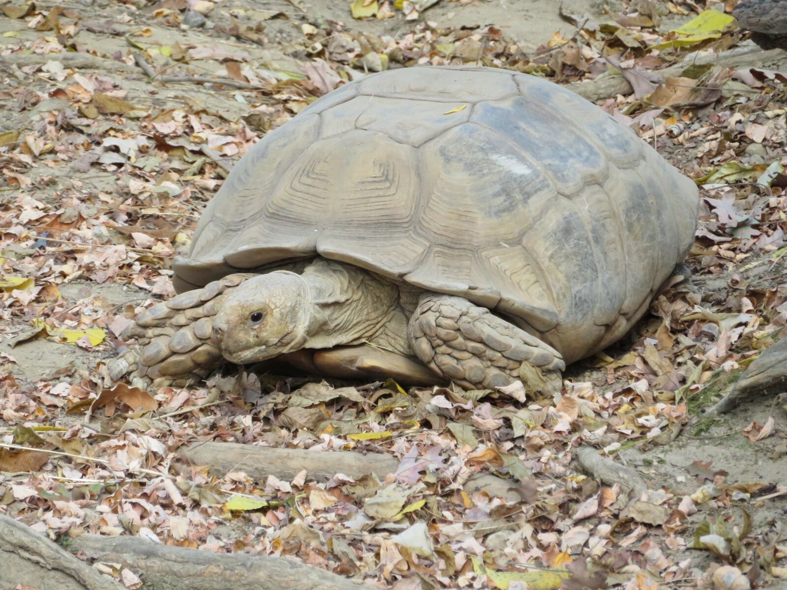Canon PowerShot SX720 HS sample photo. Turtle, shell, reptile photography