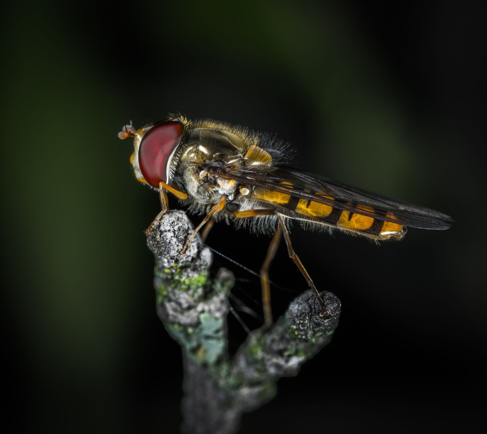#124 65/2.8 sample photo. Insect, fly, nature photography