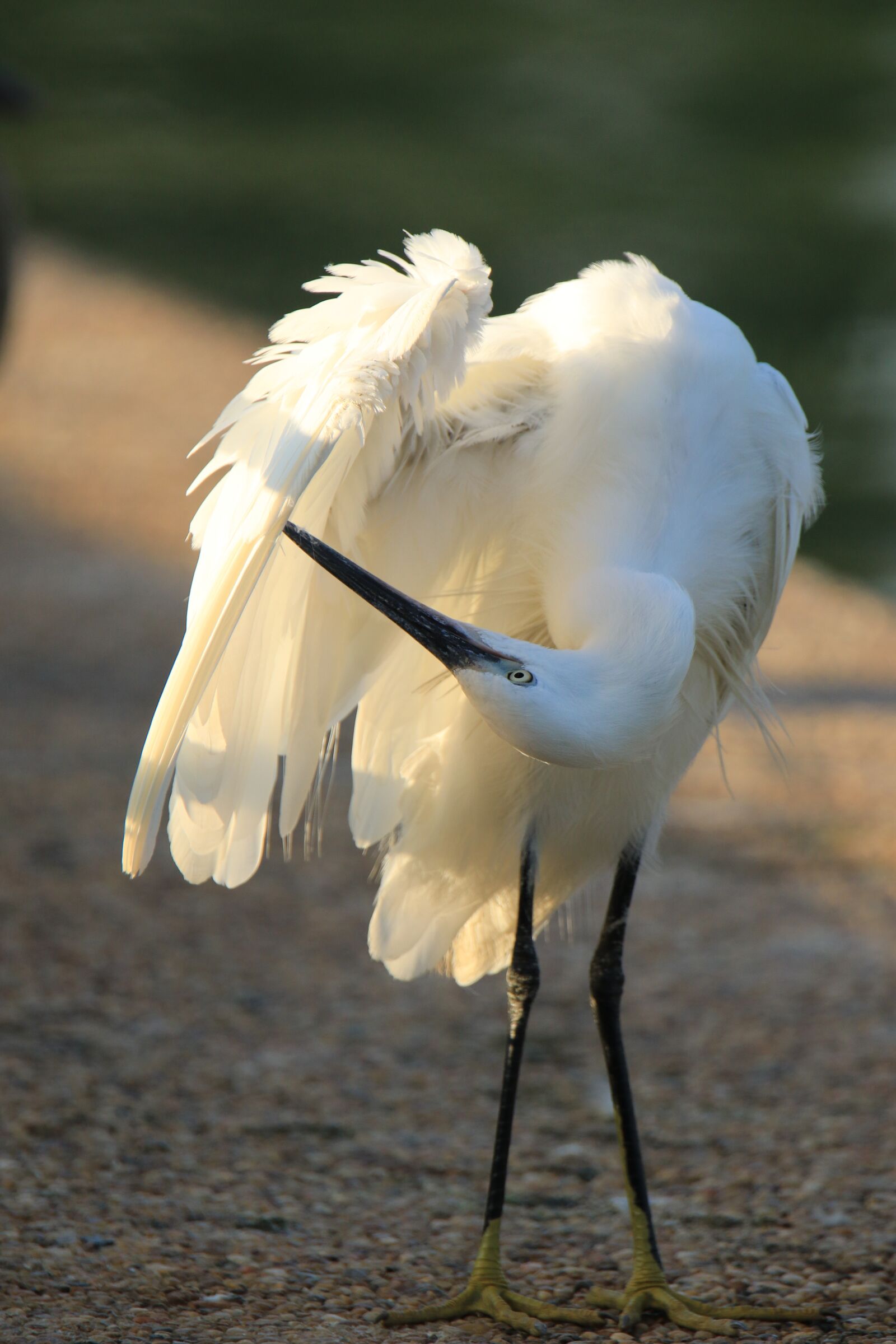 Canon EOS 7D Mark II sample photo. Bird, little egret, white photography
