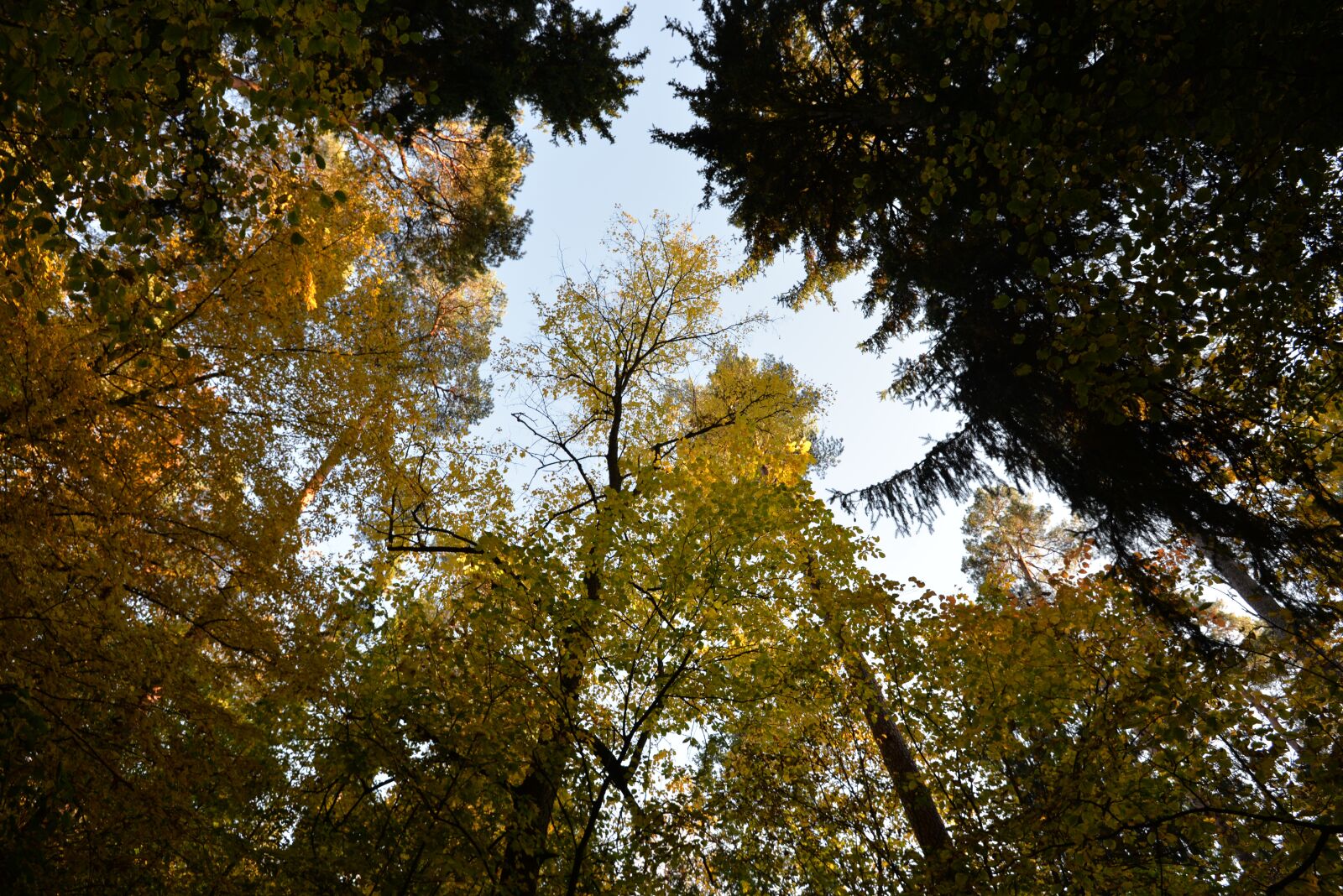Nikon D610 sample photo. Forest, tree, foliage photography