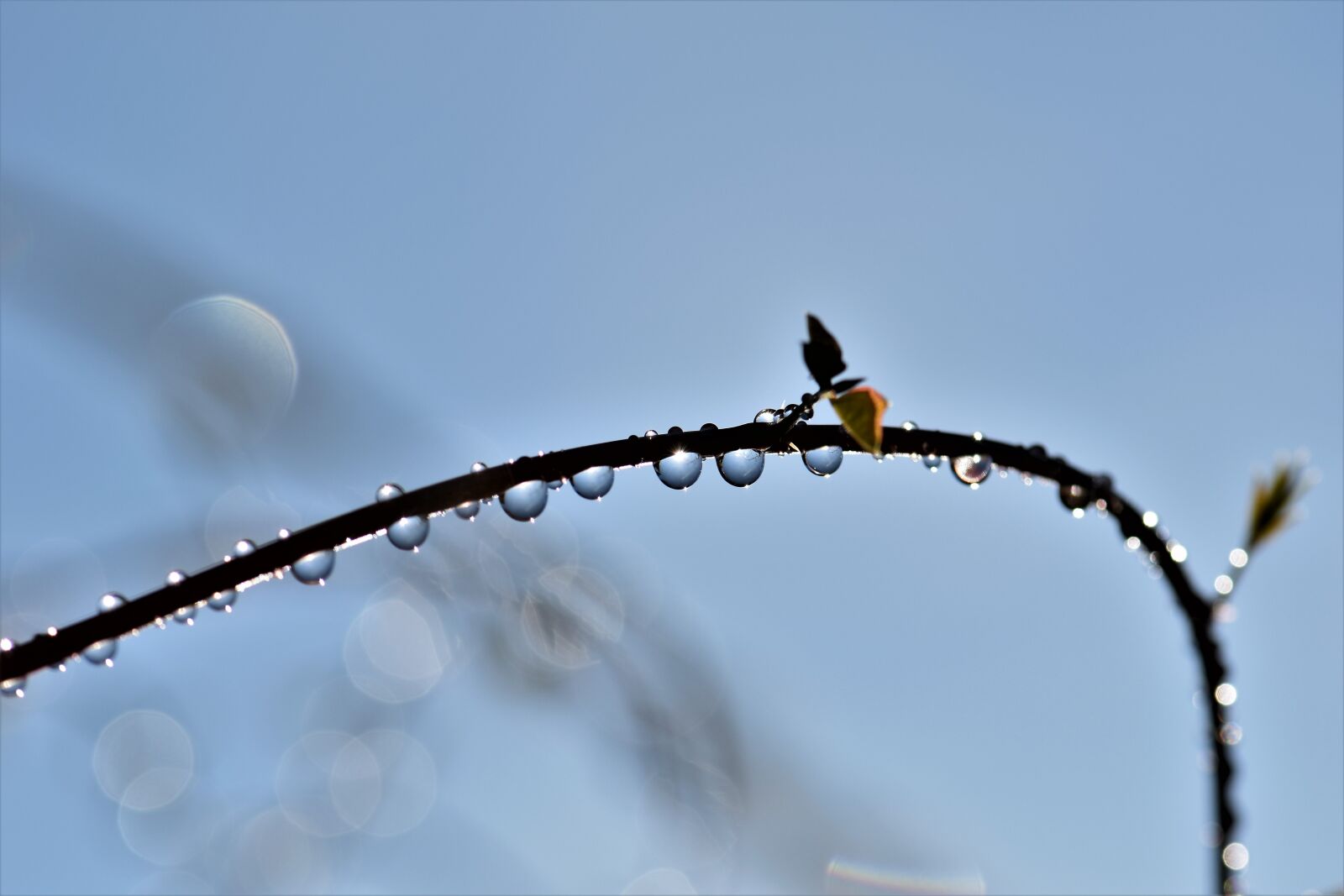 Nikon D5500 sample photo. Drop of water, raindrop photography