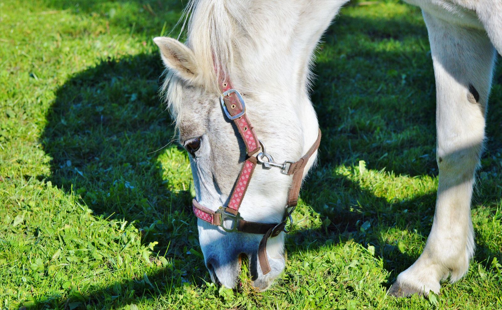 Nikon D3200 sample photo. Horse, ride, reiter photography