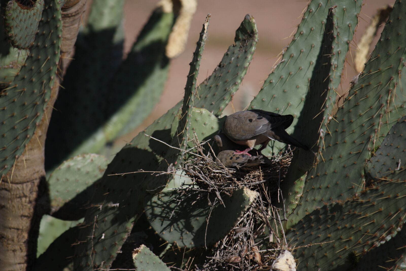 Canon EOS 450D (EOS Rebel XSi / EOS Kiss X2) sample photo. Cactus, bird nest, desert photography