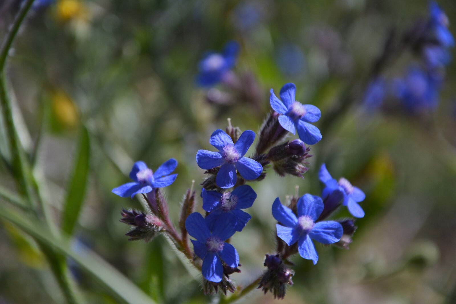 Nikon D7100 sample photo. Flower, nature, summer photography