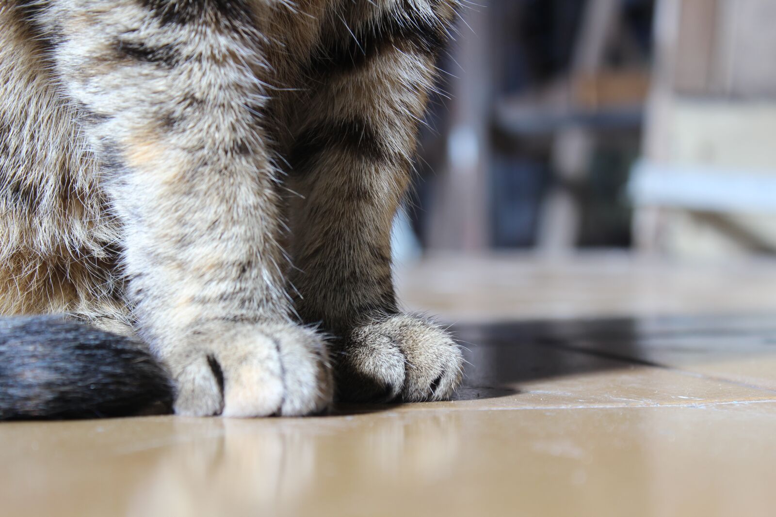 Canon EOS 600D (Rebel EOS T3i / EOS Kiss X5) sample photo. Scrooge, paw, cat photography