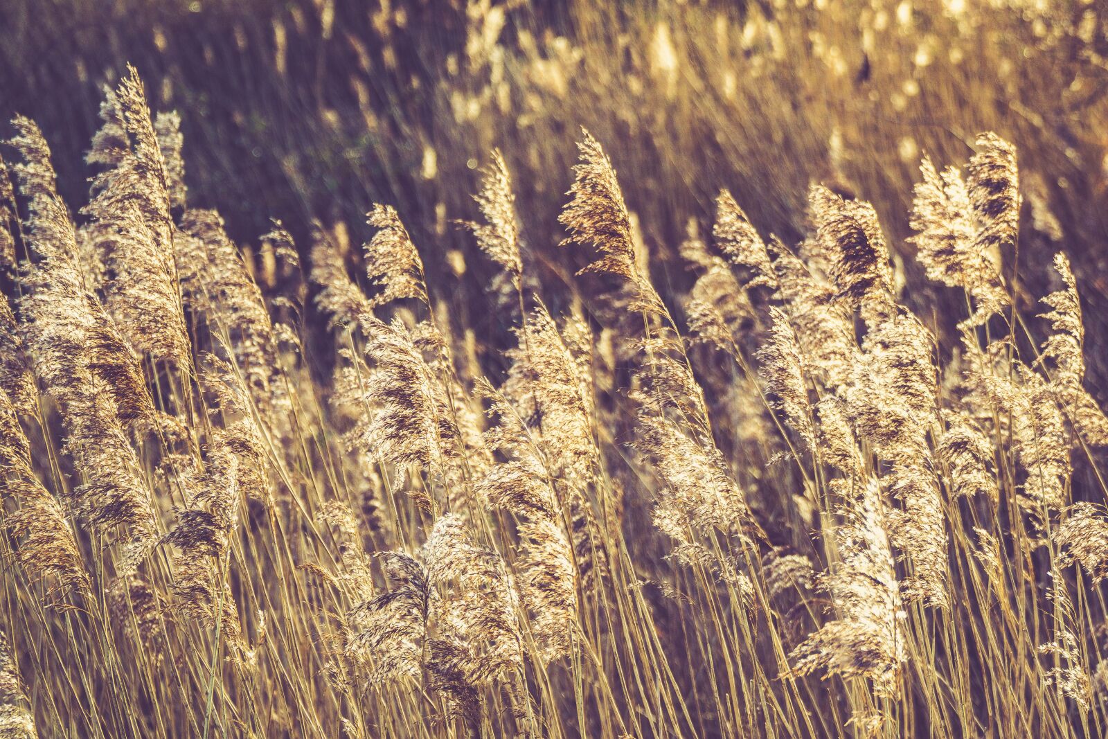 Sony a6000 + Sony E PZ 18-105mm F4 G OSS sample photo. Nature, wheat, field photography