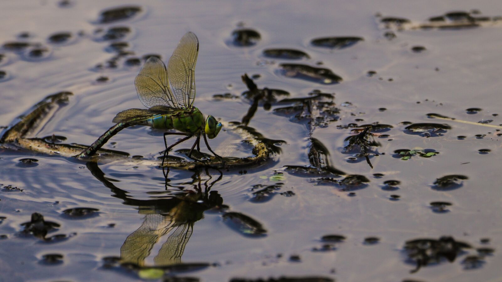 150-600mm F5-6.3 DG OS HSM | Contemporary 015 sample photo. Dragonfly, water, nature photography