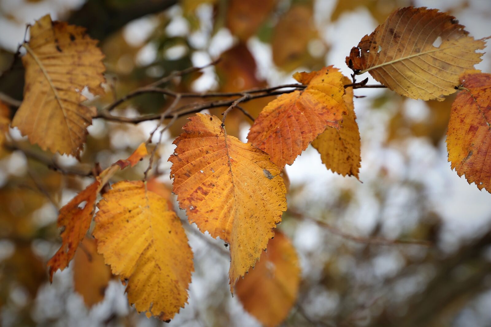 Canon EF 24-105mm F3.5-5.6 IS STM sample photo. Yellow leaves, autumn, season photography