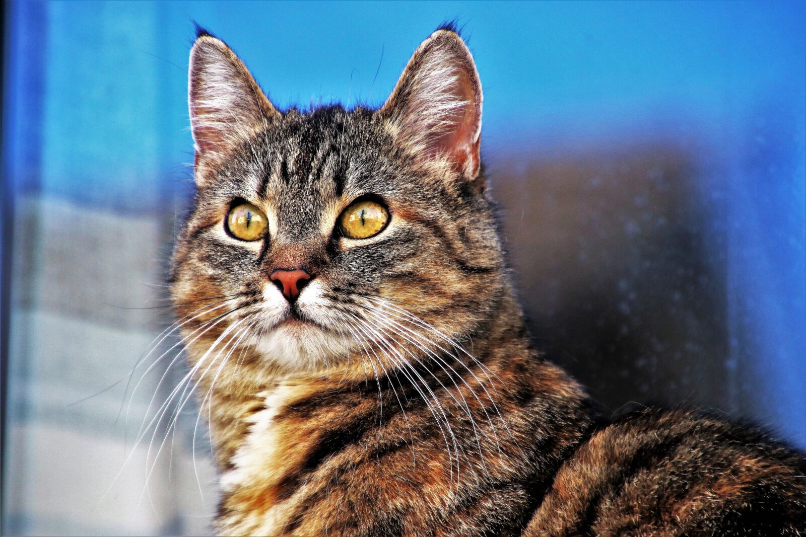 Canon EOS 80D sample photo. Animals, portrait, charming photography