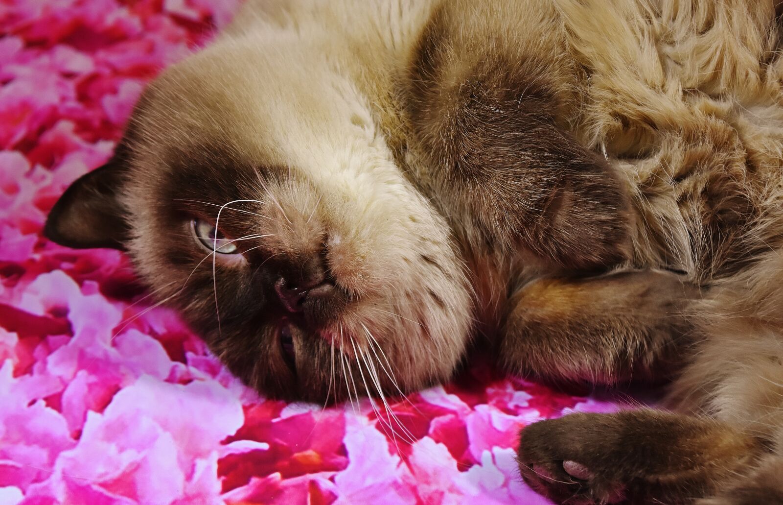 Nikon D7200 sample photo. British shorthair, cat, thoroughbred photography