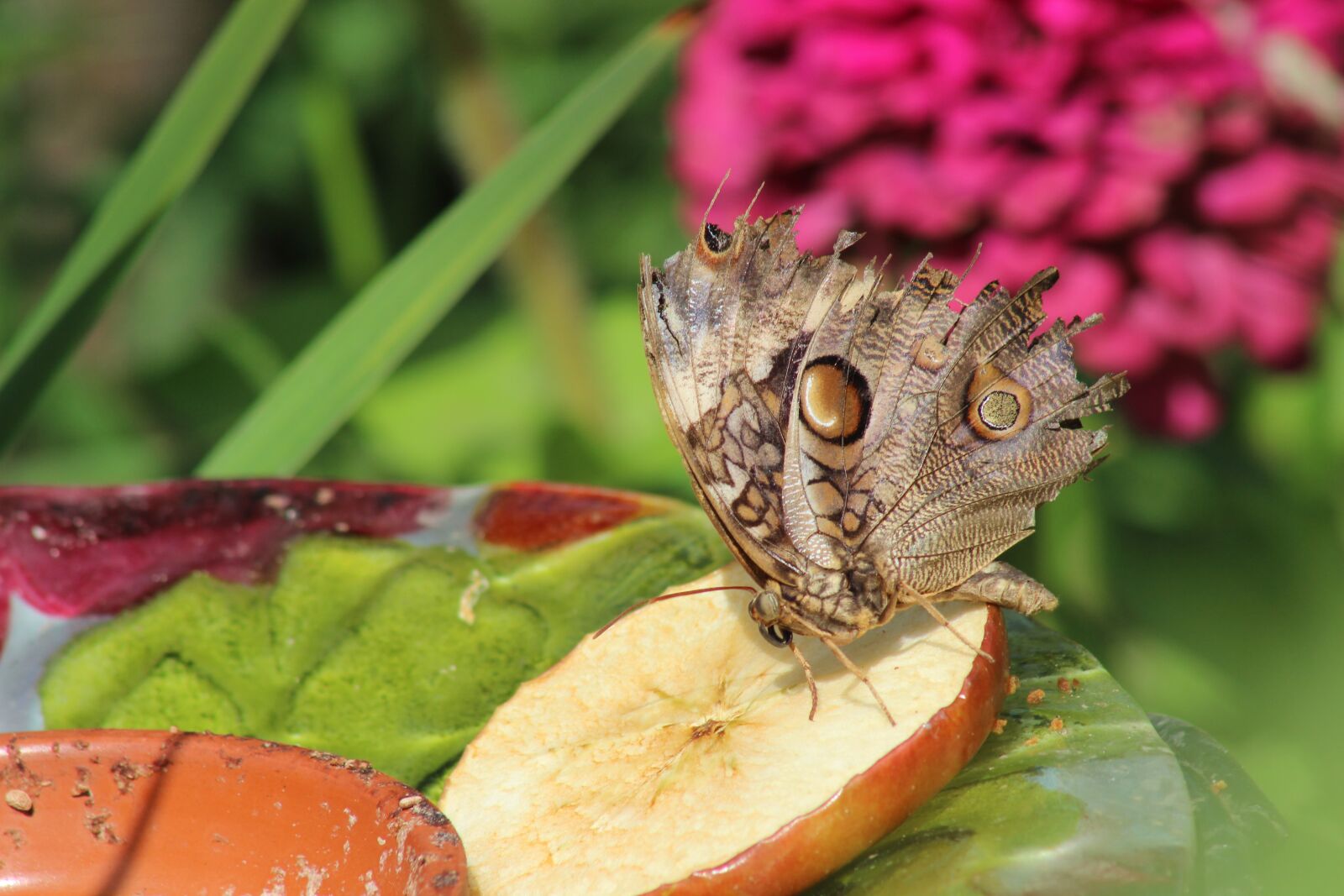 Canon EF 75-300mm f/4-5.6 sample photo. Butterfly, insect, summer photography