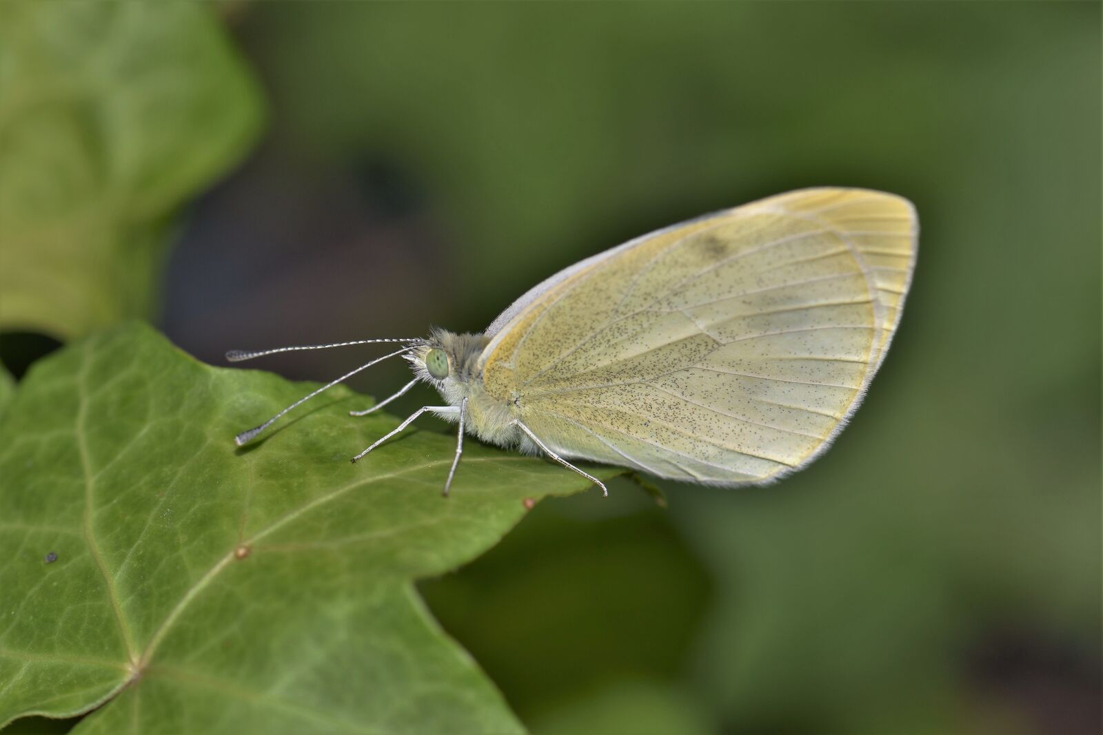 Nikon D5500 sample photo. Gonepteryx rhamni, butterfly, insect photography