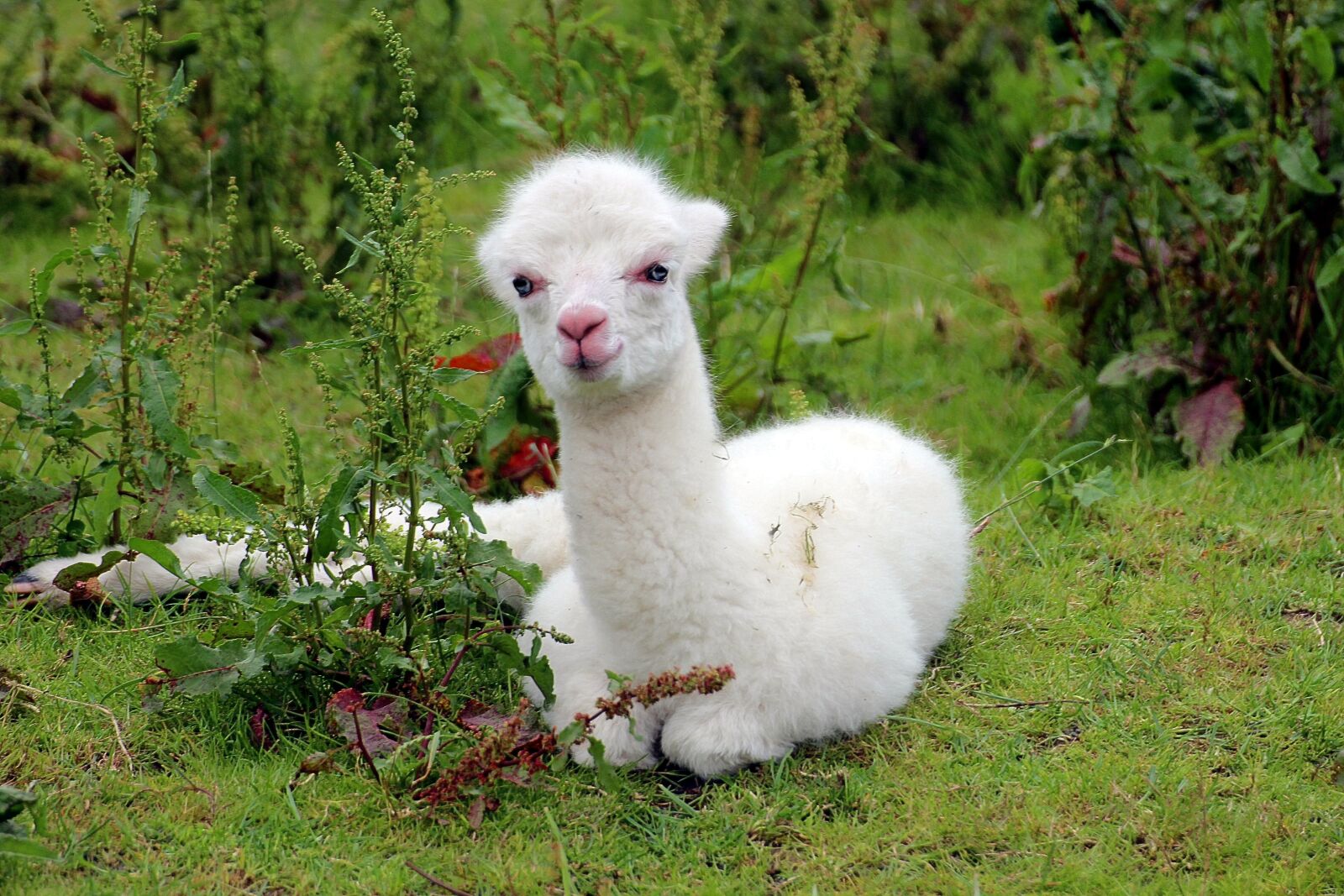 Canon EOS 600D (Rebel EOS T3i / EOS Kiss X5) sample photo. Alpaca, vicugna pacos, pako photography