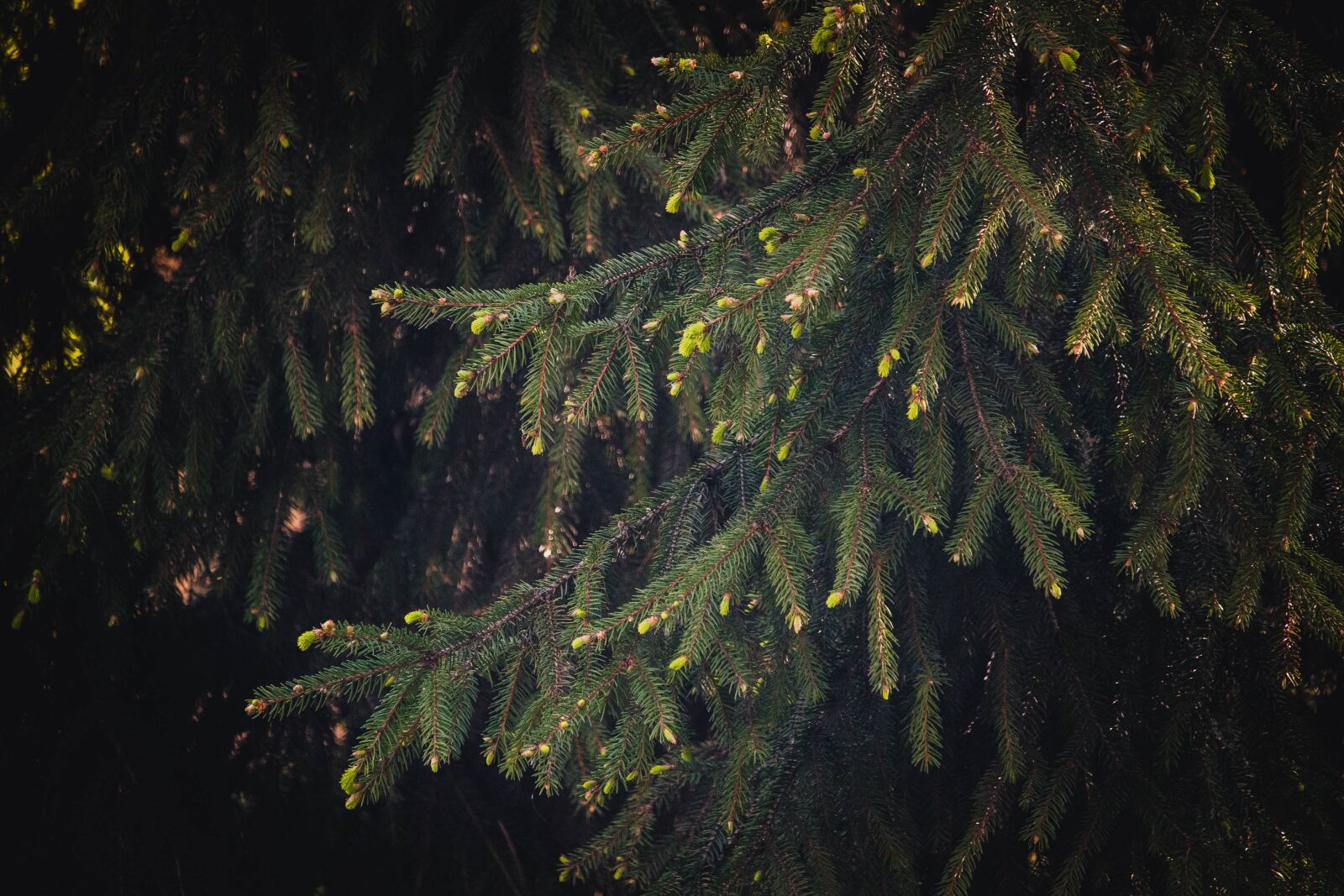 Canon EF-S 55-250mm F4-5.6 IS STM sample photo. Buds, spring, conifer photography