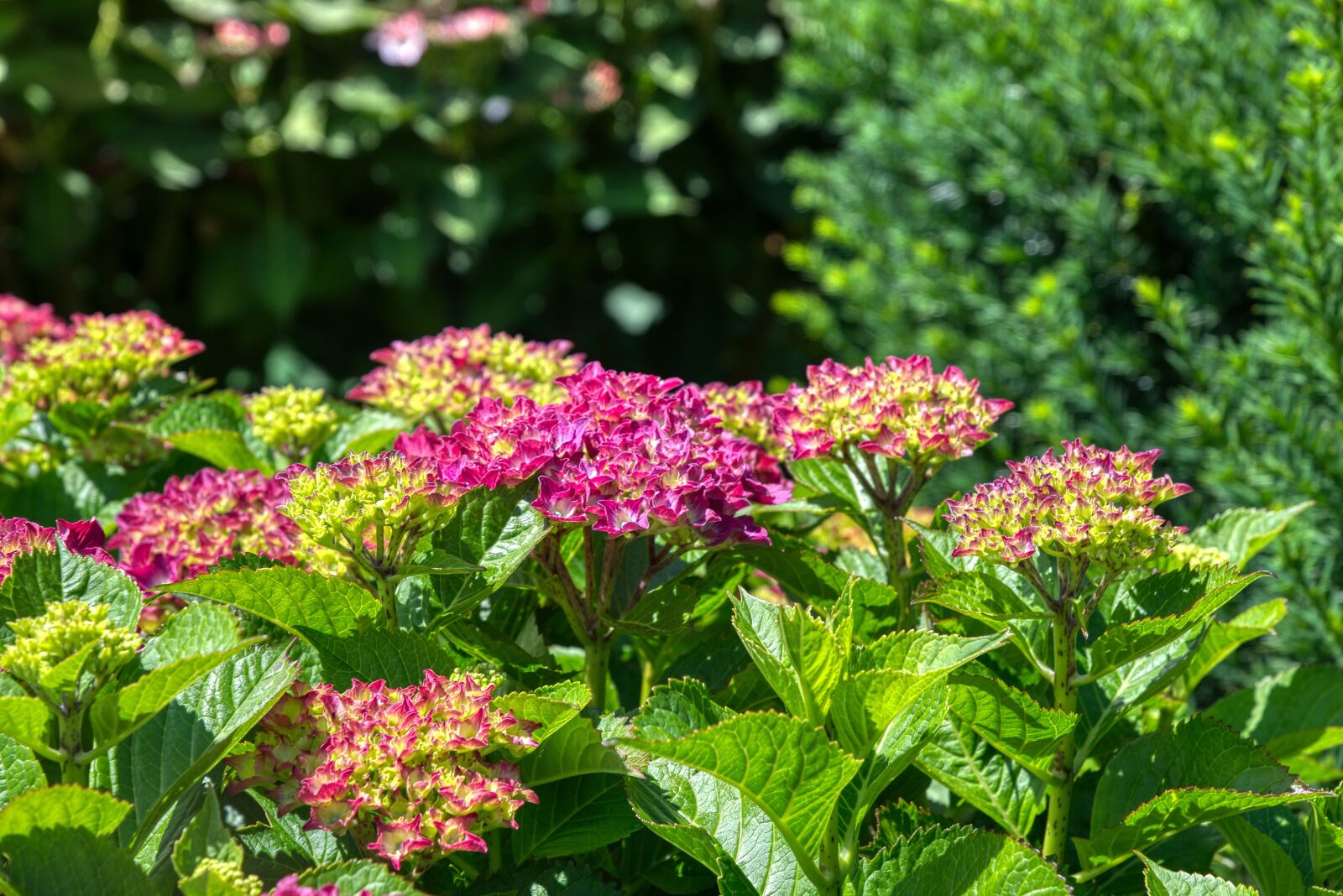Nikon D750 sample photo. Hydrangeas, hydrangea, hydrangeaceae photography