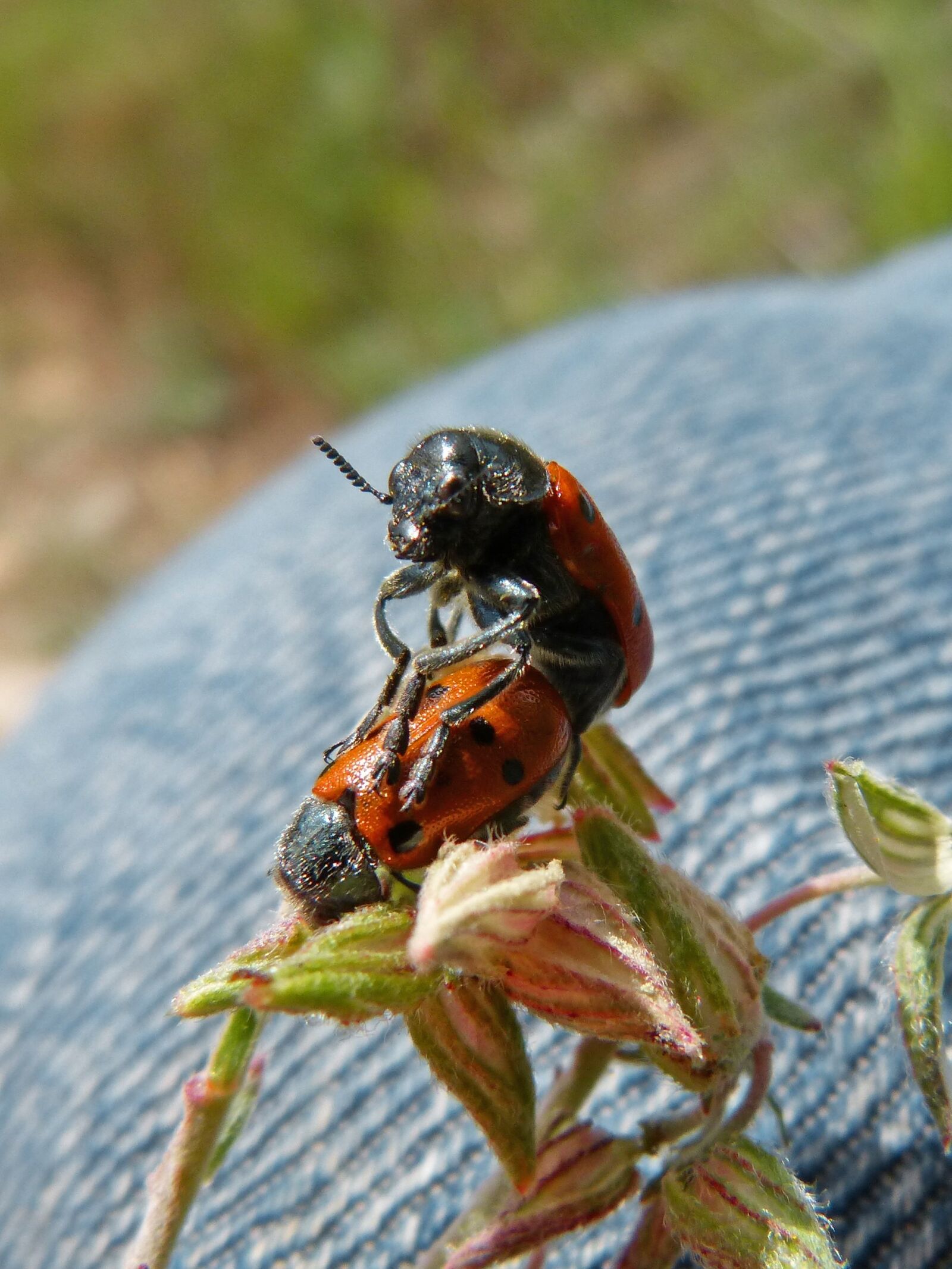 Panasonic DMC-FZ62 sample photo. Mating, copulation, insects photography