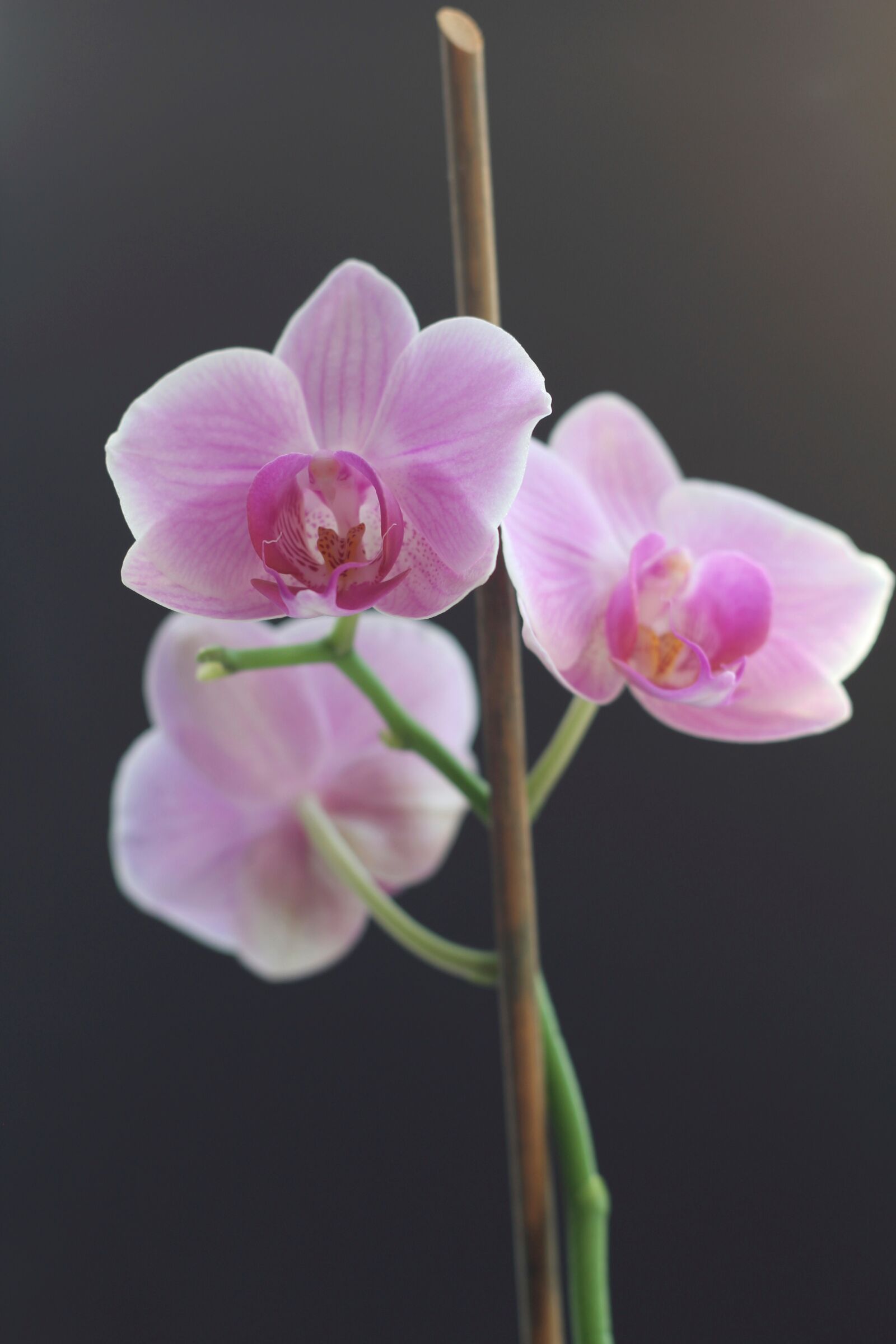 Canon EOS 100D (EOS Rebel SL1 / EOS Kiss X7) sample photo. Flower, pink, vase photography