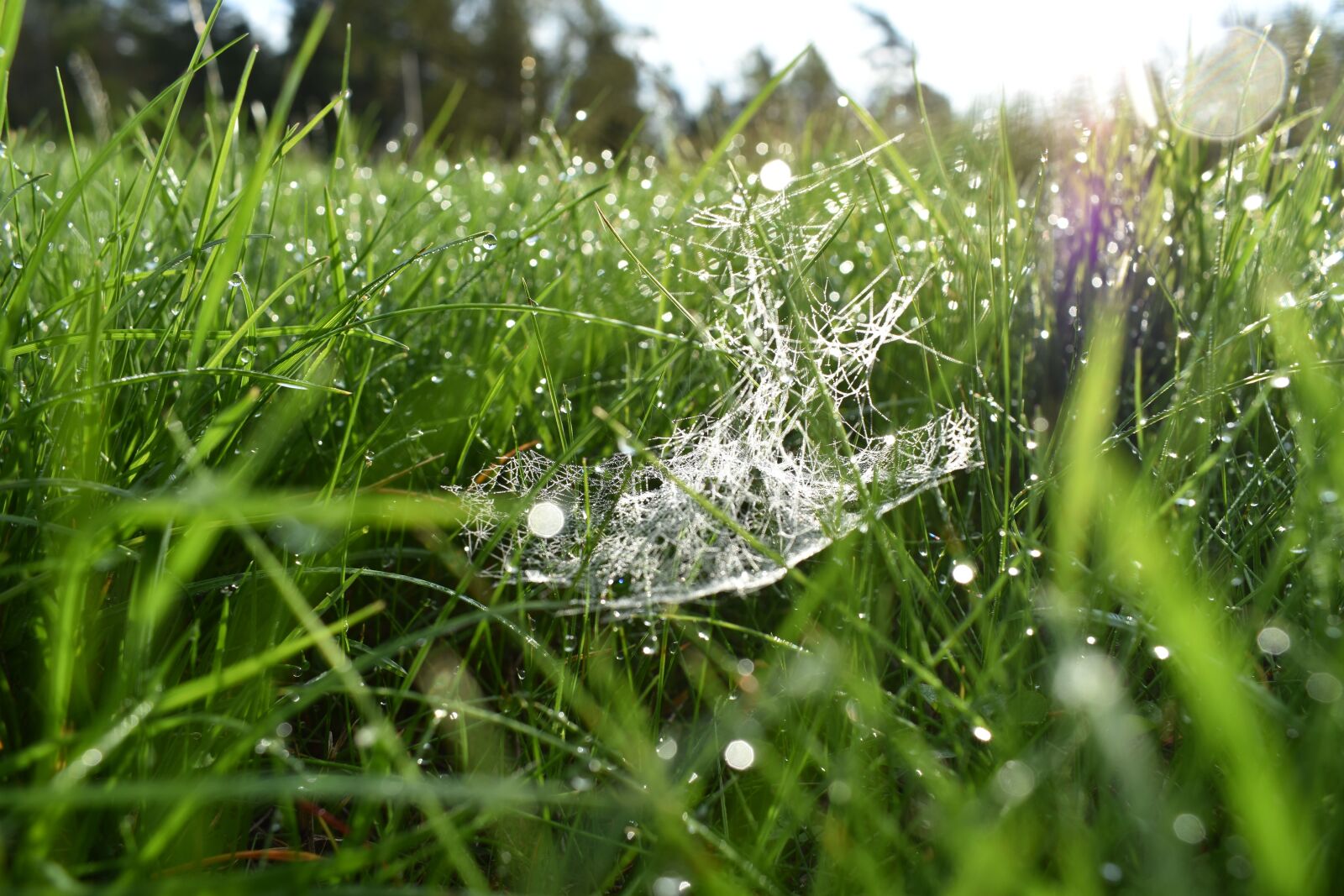 Nikon D3400 sample photo. Spider, spiderweb, sun photography