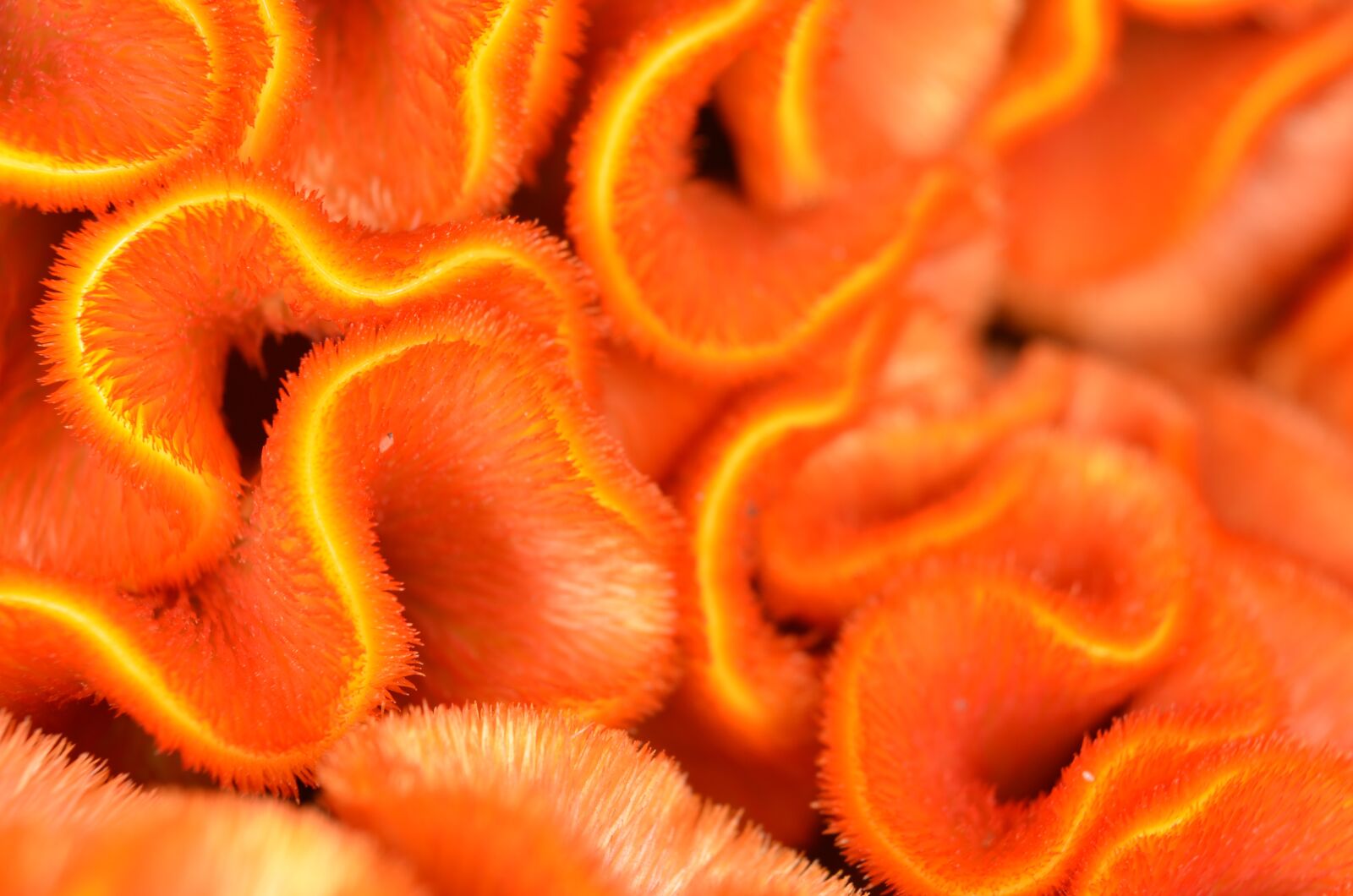 Nikon D5100 sample photo. Celosia, cockscomb, nature photography