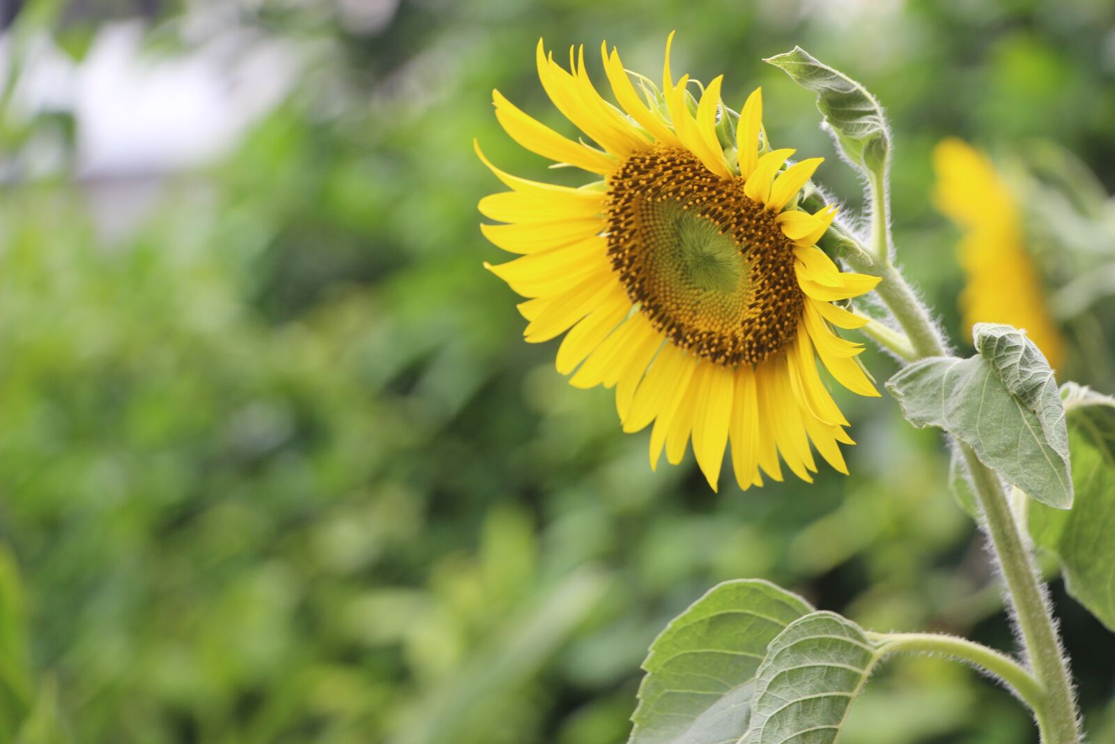 Canon EOS 700D (EOS Rebel T5i / EOS Kiss X7i) sample photo. Sunflower, flower, spring photography