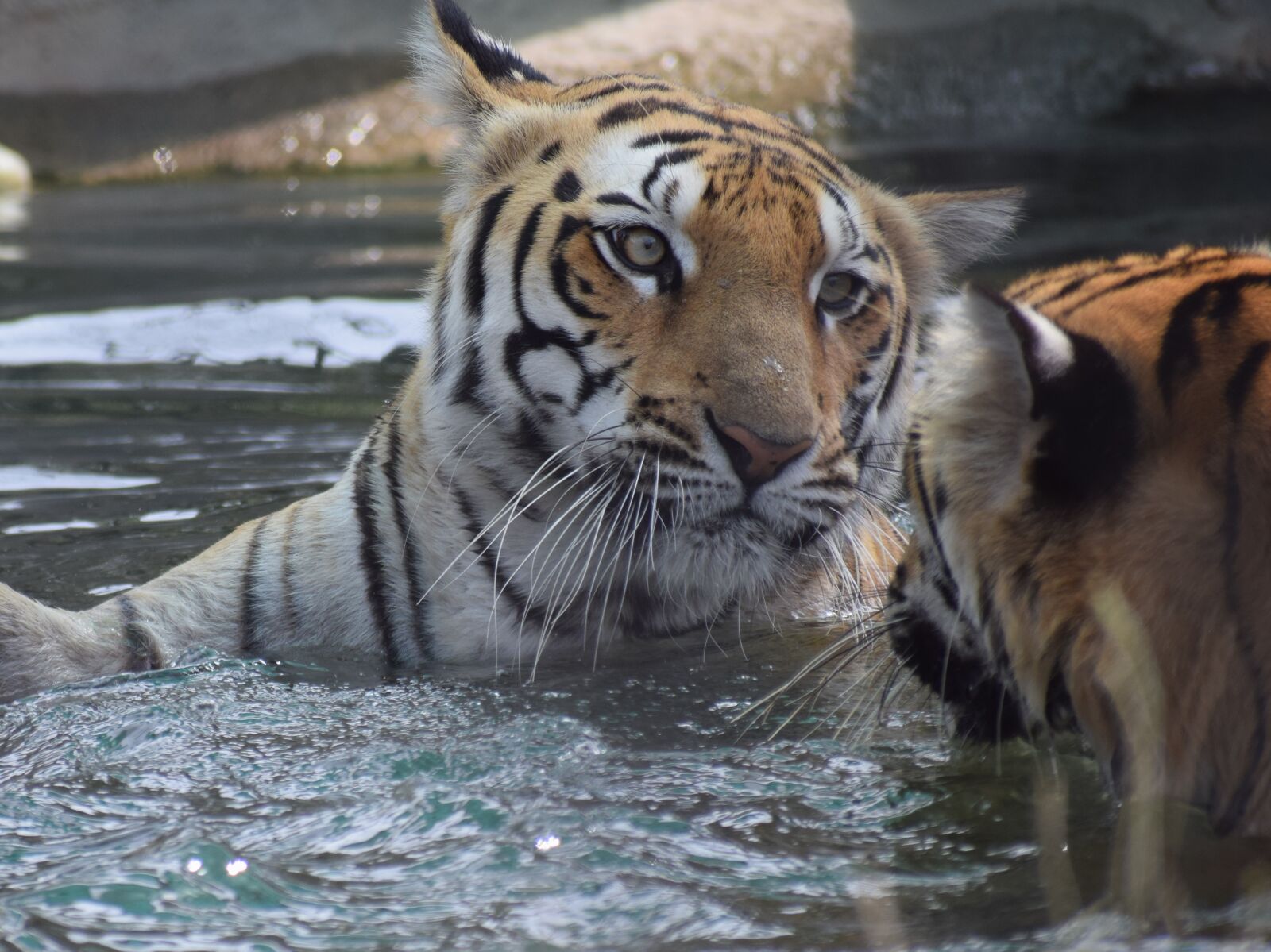 Nikon D3300 sample photo. Animals, danger, fighting, predator photography