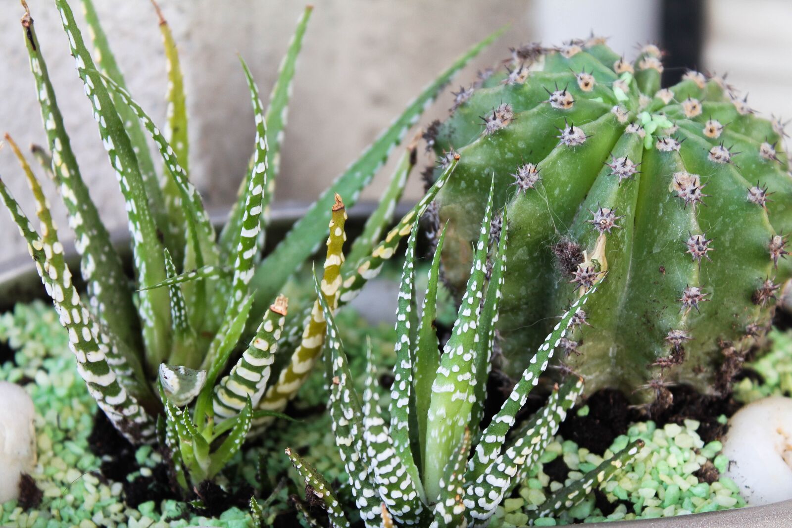 Canon EOS 1100D (EOS Rebel T3 / EOS Kiss X50) sample photo. Cactus, plants, cactus plant photography