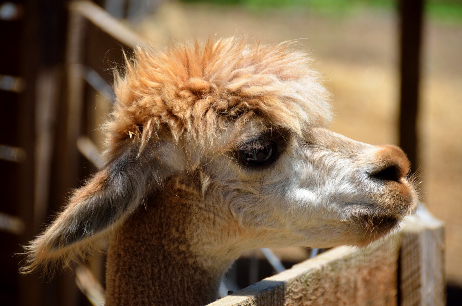 Nikon D7000 sample photo. Alpaca, closeup, animal photography