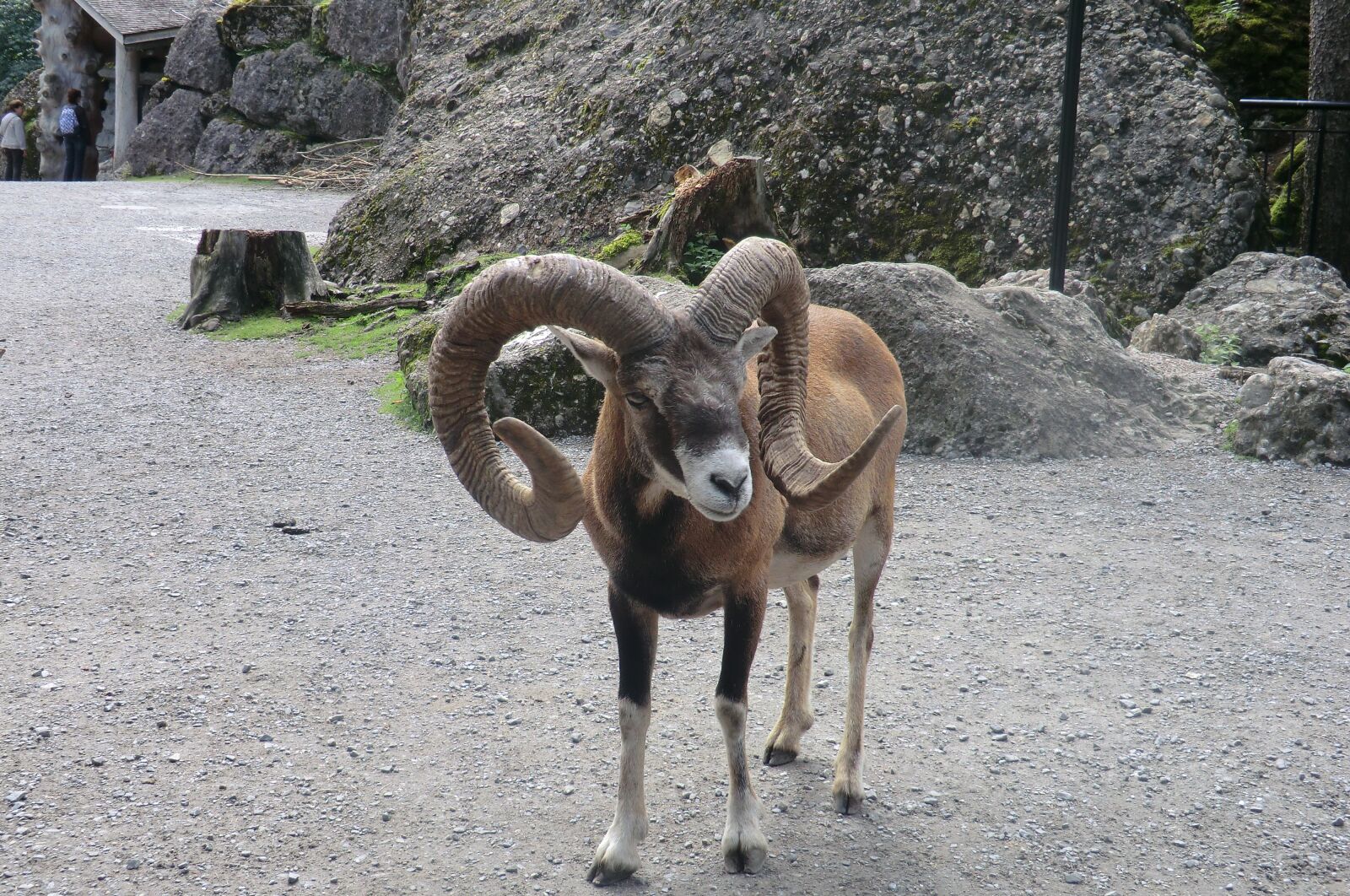 CASIO EX-H5 sample photo. Nature, moeflon, animal kingdom photography