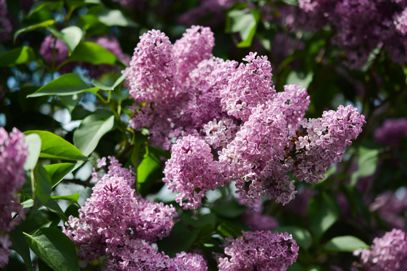 Nikon D5200 sample photo. Lilac, pink, purple photography