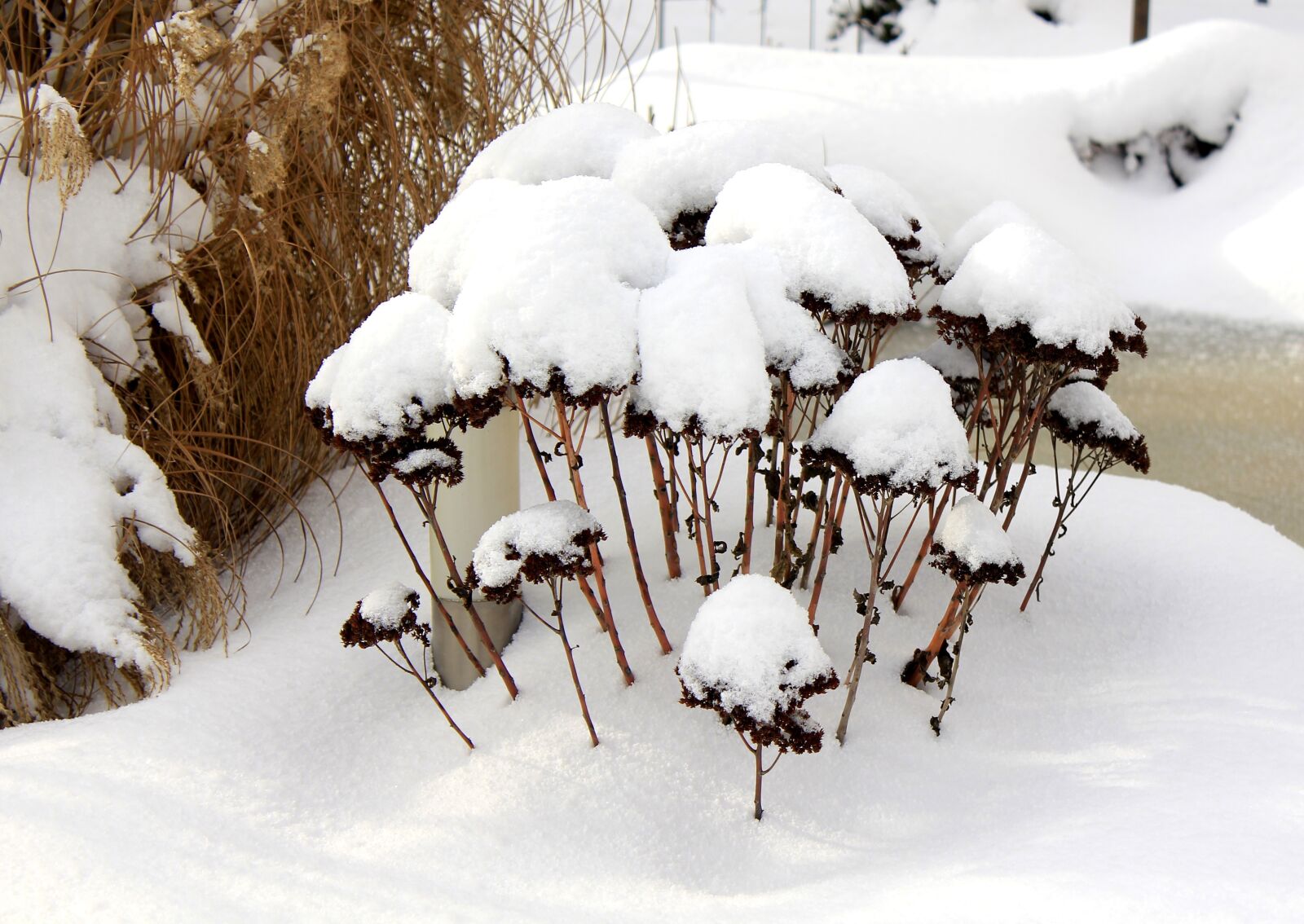 Canon EOS 550D (EOS Rebel T2i / EOS Kiss X4) sample photo. Winter, snow, winterimpression photography