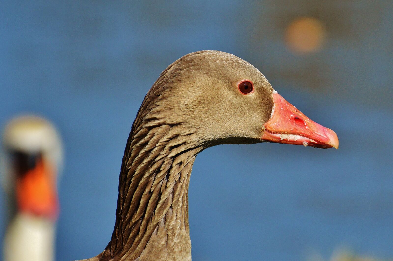 Nikon D3200 sample photo. Goose, bird, feather photography