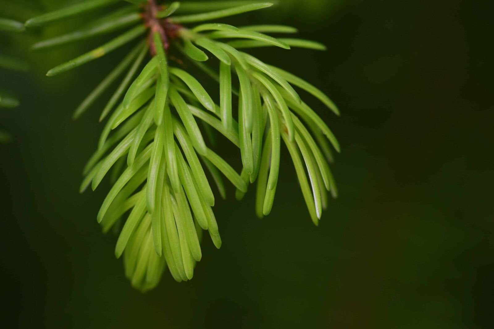 Nikon D3300 sample photo. Flora, nature, winter, tree photography