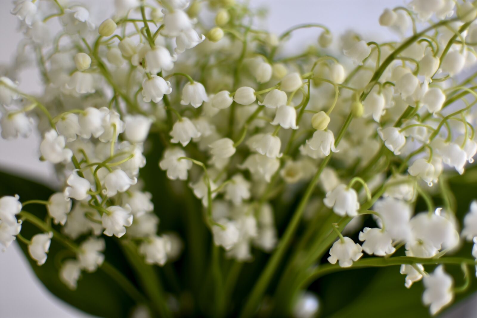 Nikon D3400 sample photo. Lilies of the valley photography