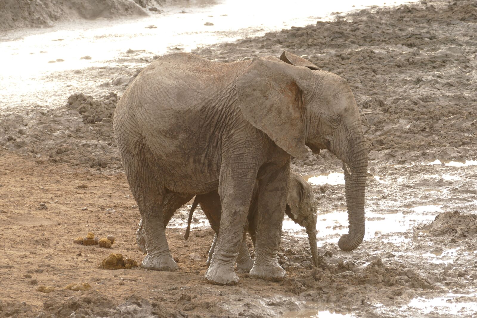 Leica V-Lux (Typ 114) sample photo. Africa, elephants, safari photography